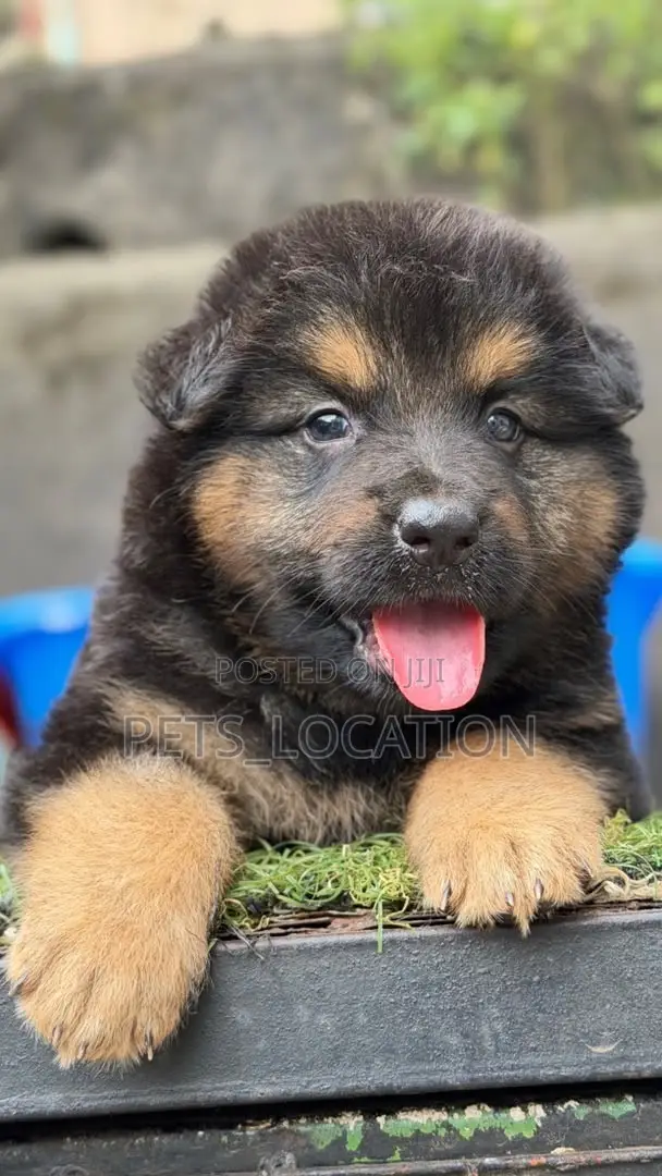 1-3 months Male Purebred German Shepherd