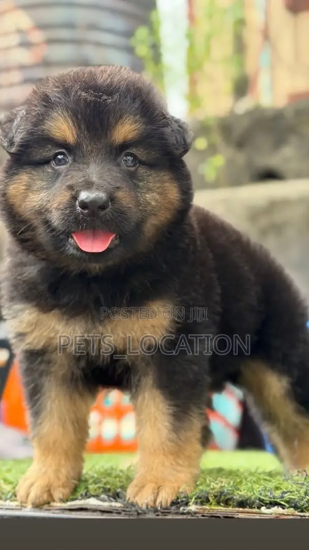 1-3 months Male Purebred German Shepherd