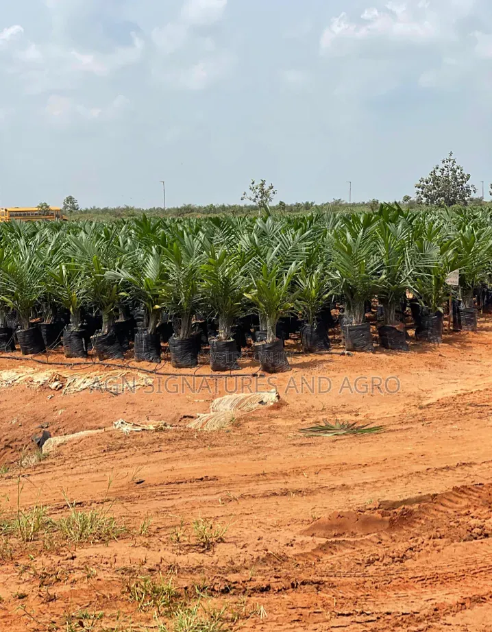 Invest in Farm Estate That Pays You Yearly While You Still Own D Land