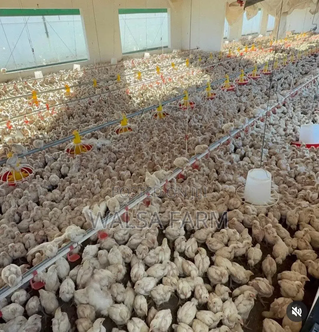 Healthy 3-Week Broilers – Vaccinated – Bulk Available, Ilorin