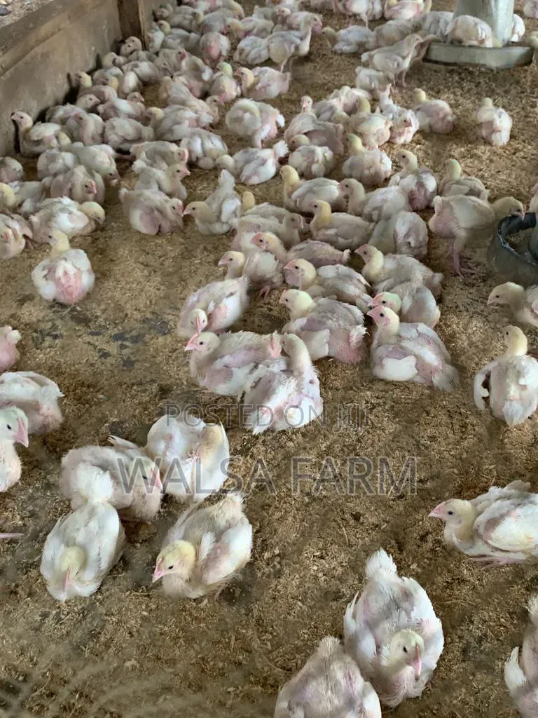 Healthy 3-Week Broilers – Vaccinated – Bulk Available, Ilorin