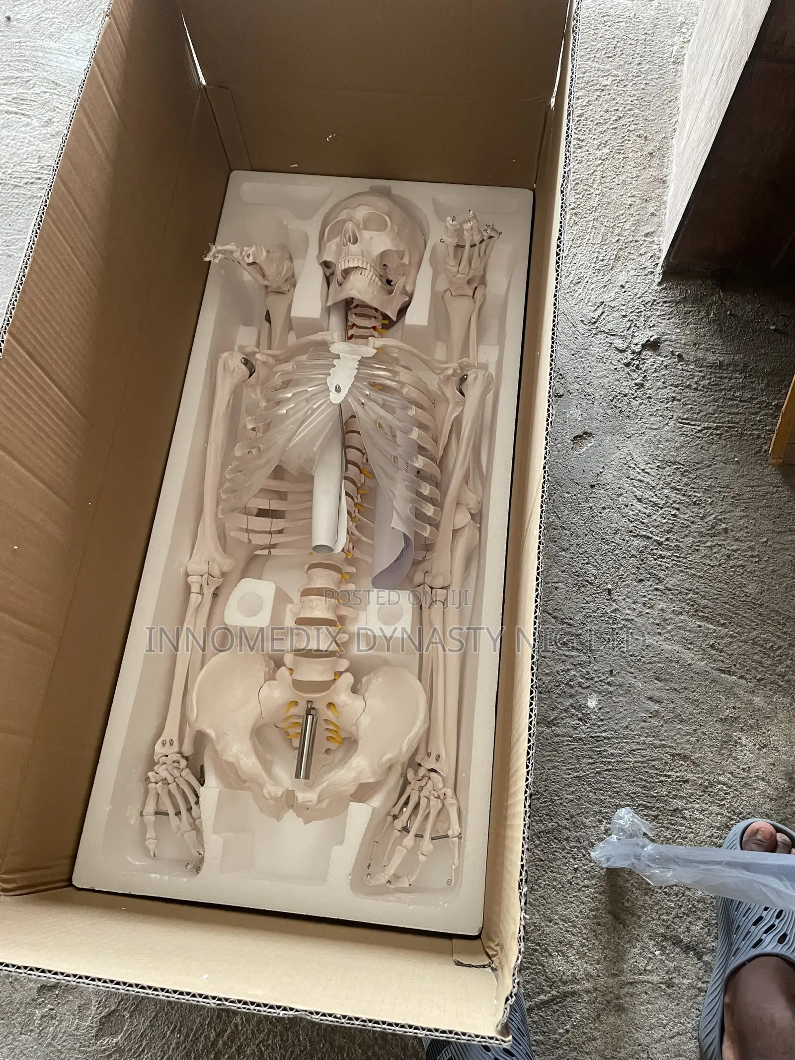 Human Skeleton Big Size