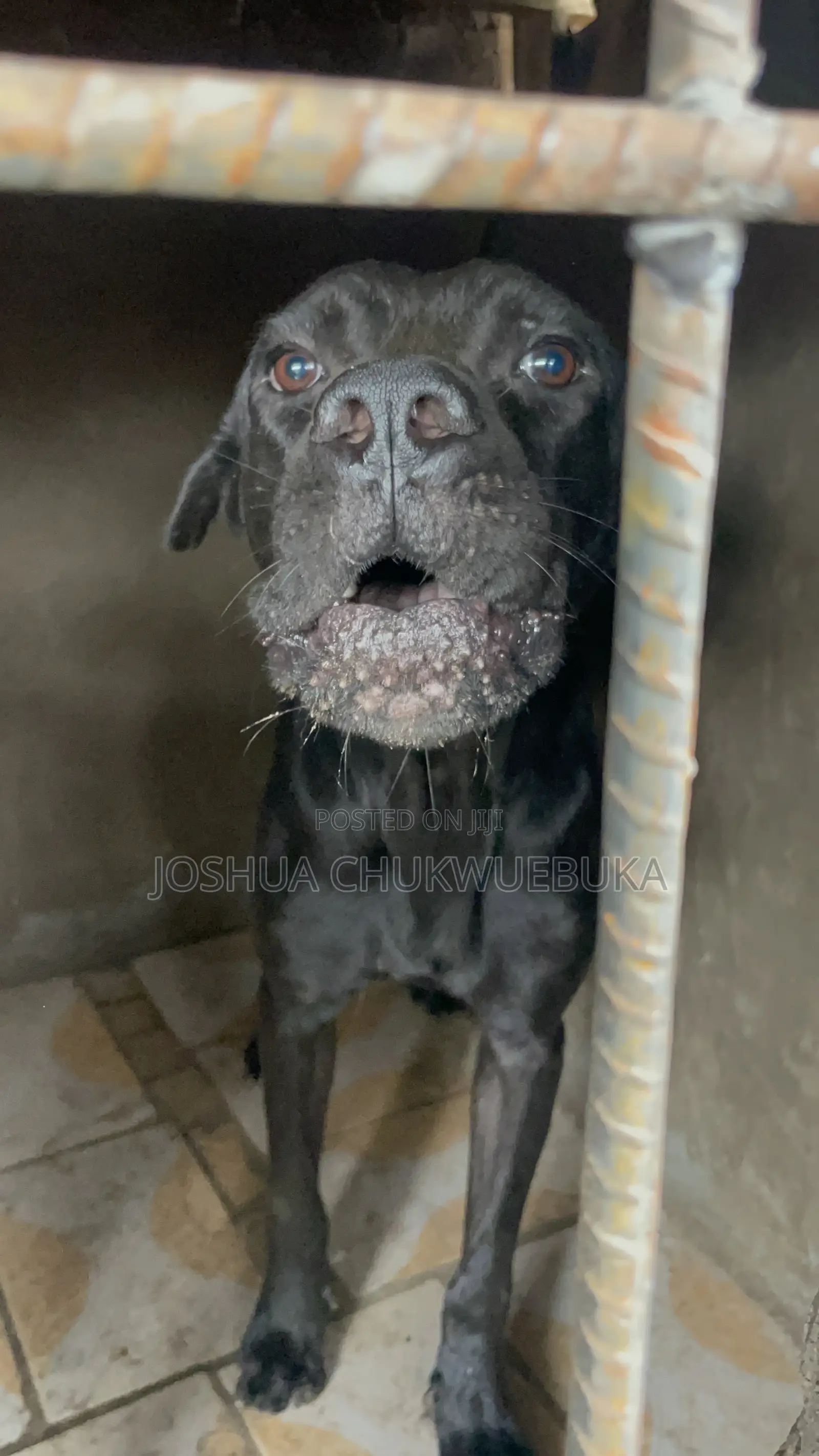 1+ year Male Purebred Cane Corso