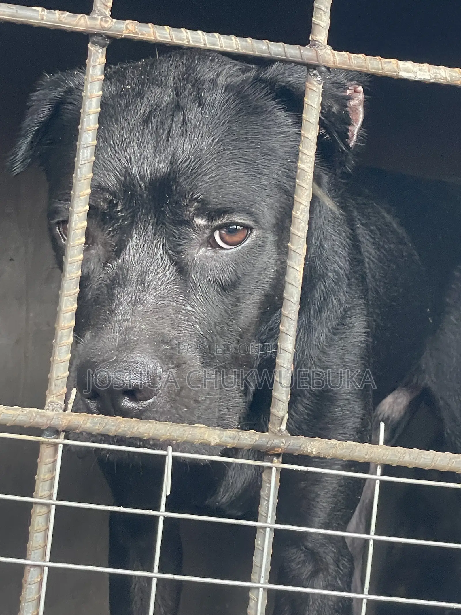 1+ year Male Purebred Cane Corso