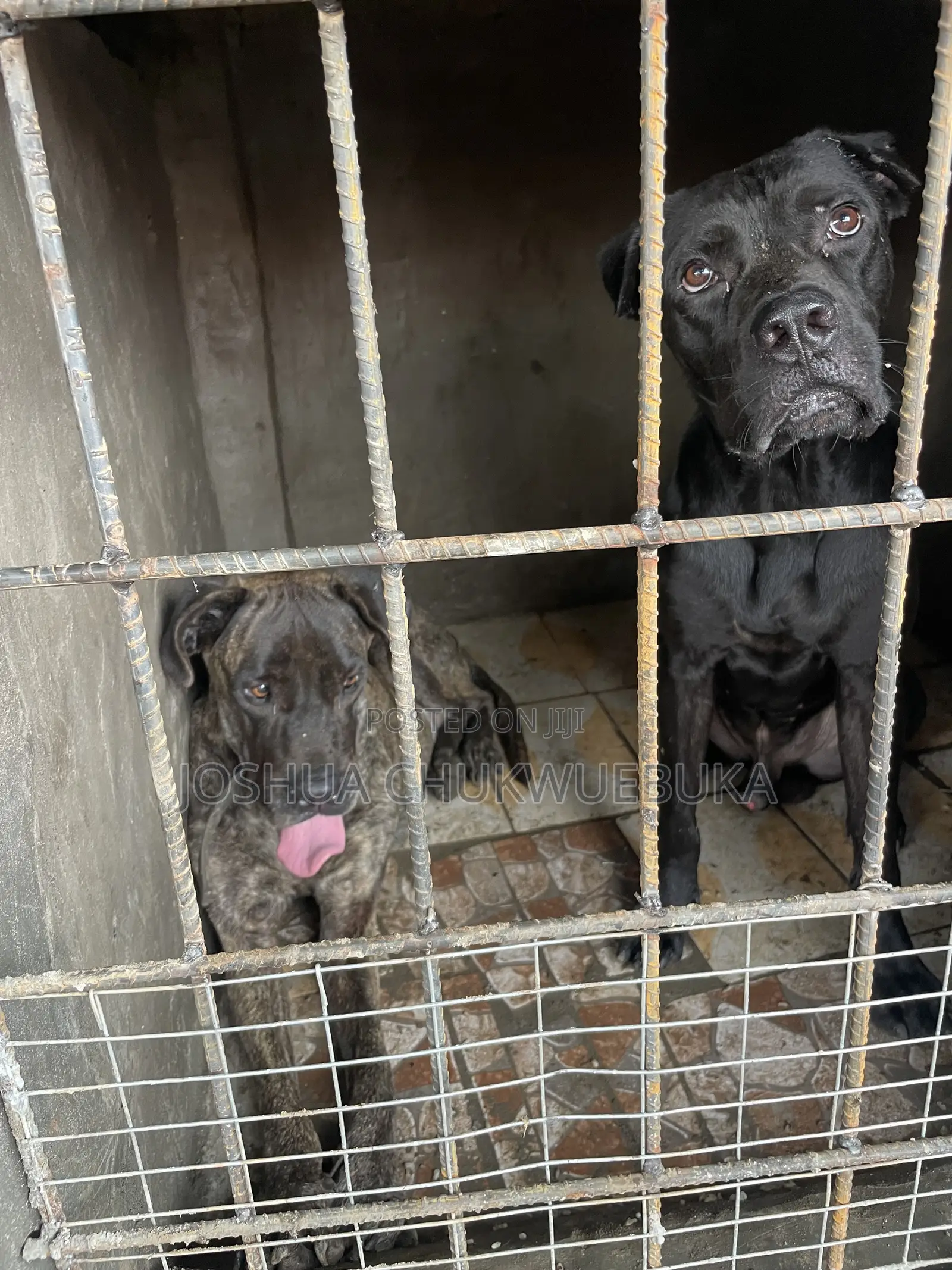1+ year Male Purebred Cane Corso