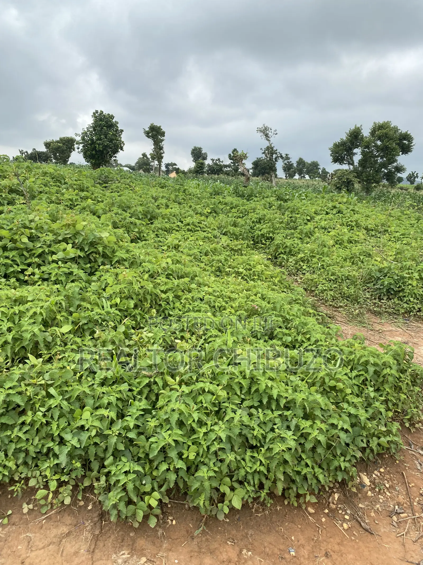 Hectare Sales at Apo Wassa - 200mill Per Hec