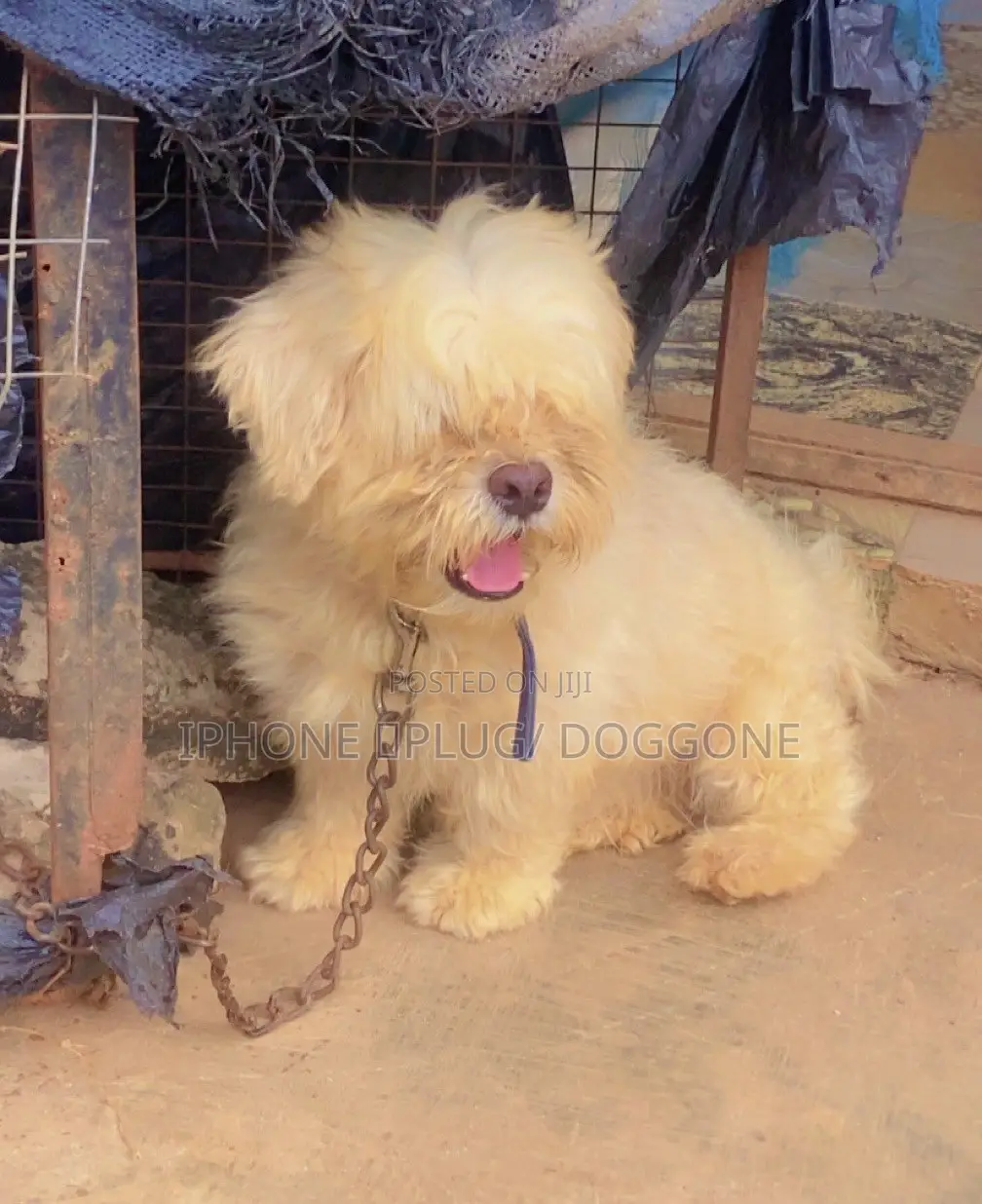1+ year Male Purebred Lhasa Apso
