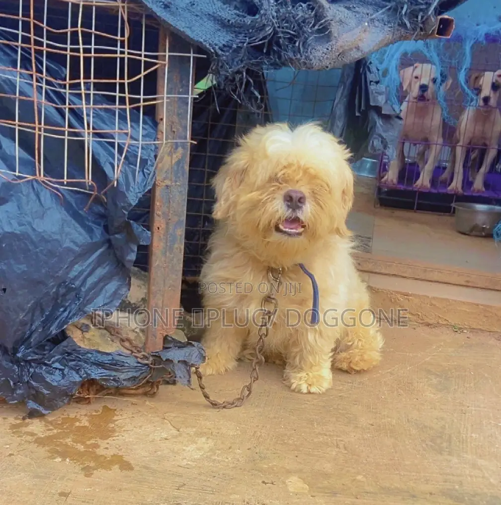 1+ year Male Purebred Lhasa Apso