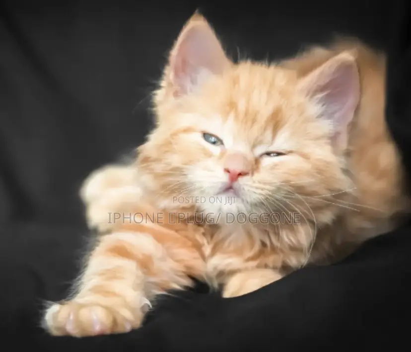 1-3 months Female Purebred Turkish Angora