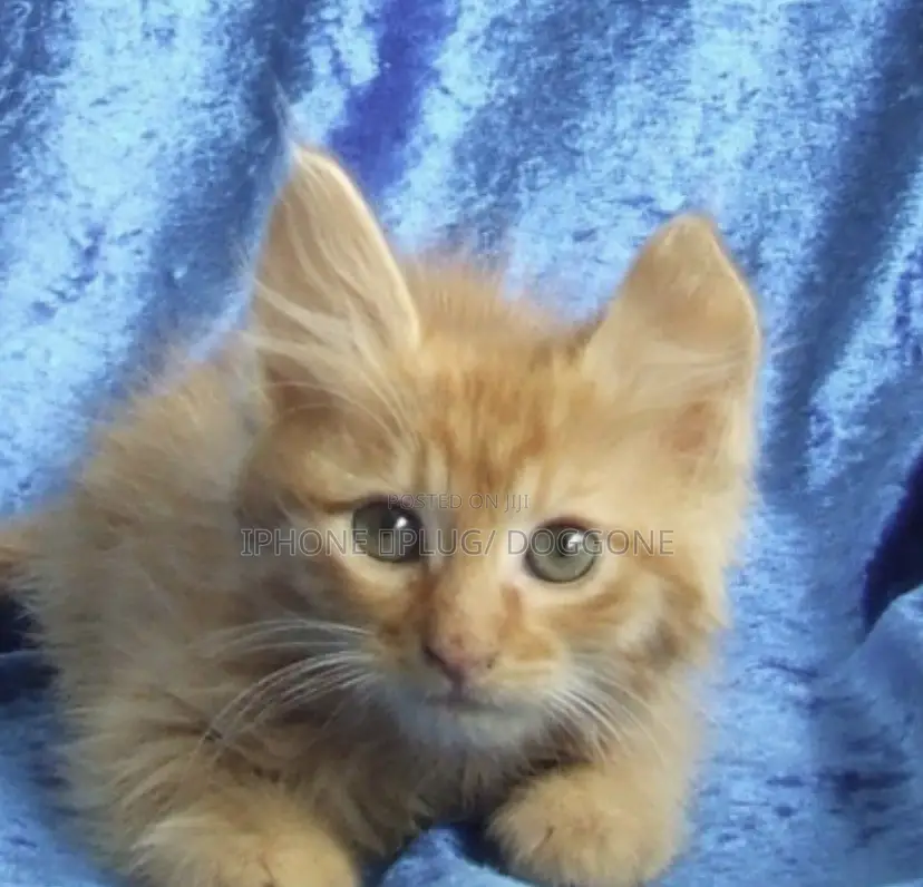 1-3 months Female Purebred Turkish Angora