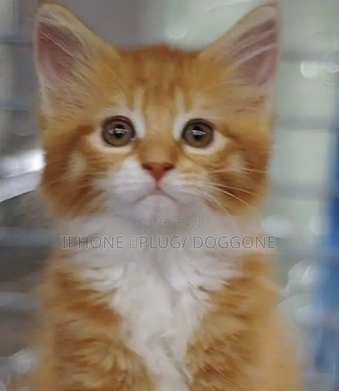 1-3 months Female Purebred Turkish Angora