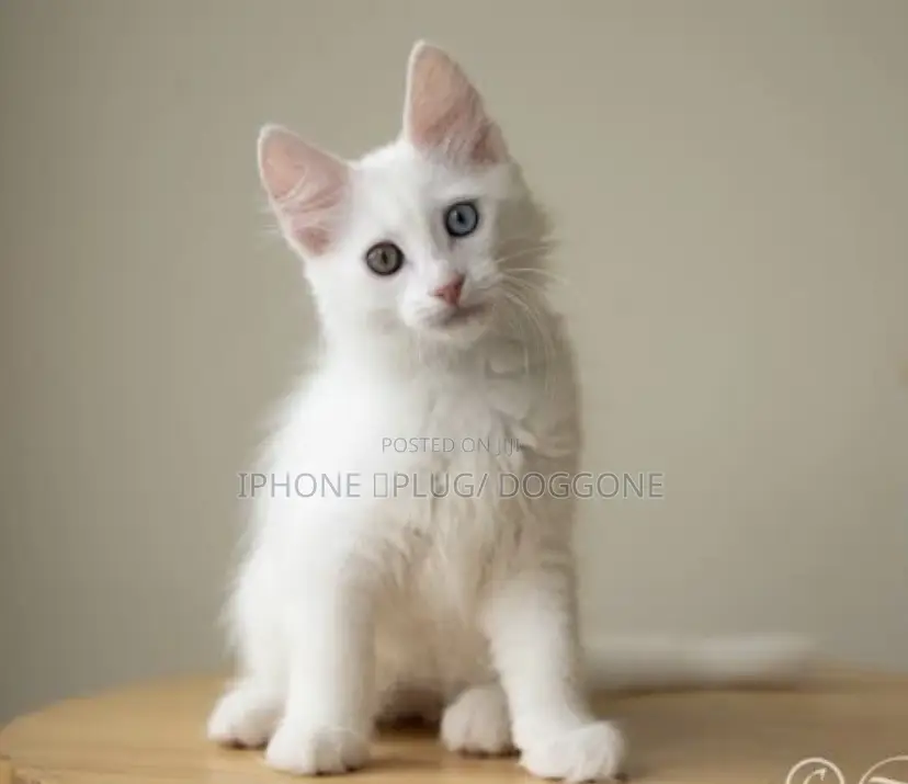 3-6 months Male Purebred Turkish Angora