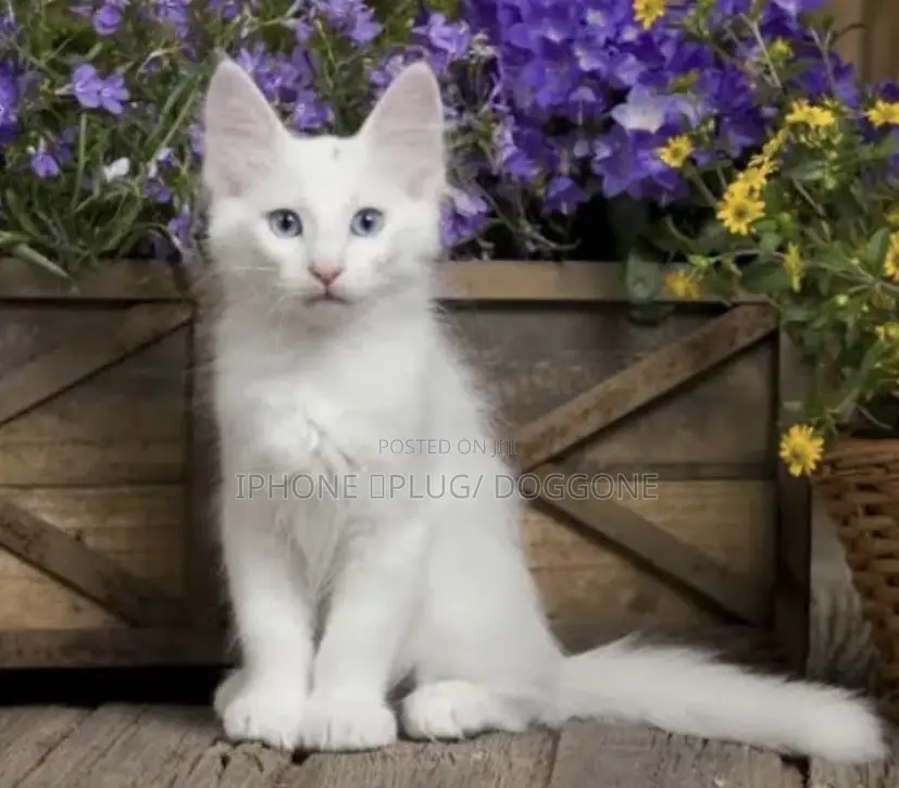 3-6 months Male Purebred Turkish Angora