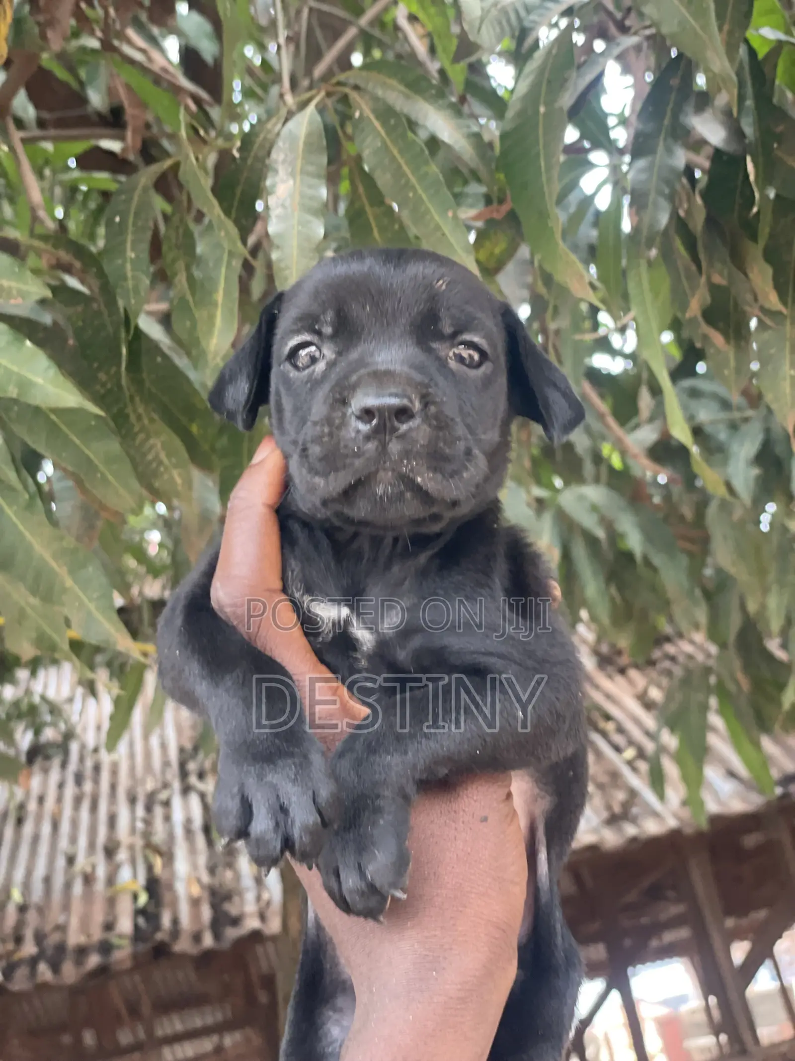 1-3 months Female Purebred Cane Corso