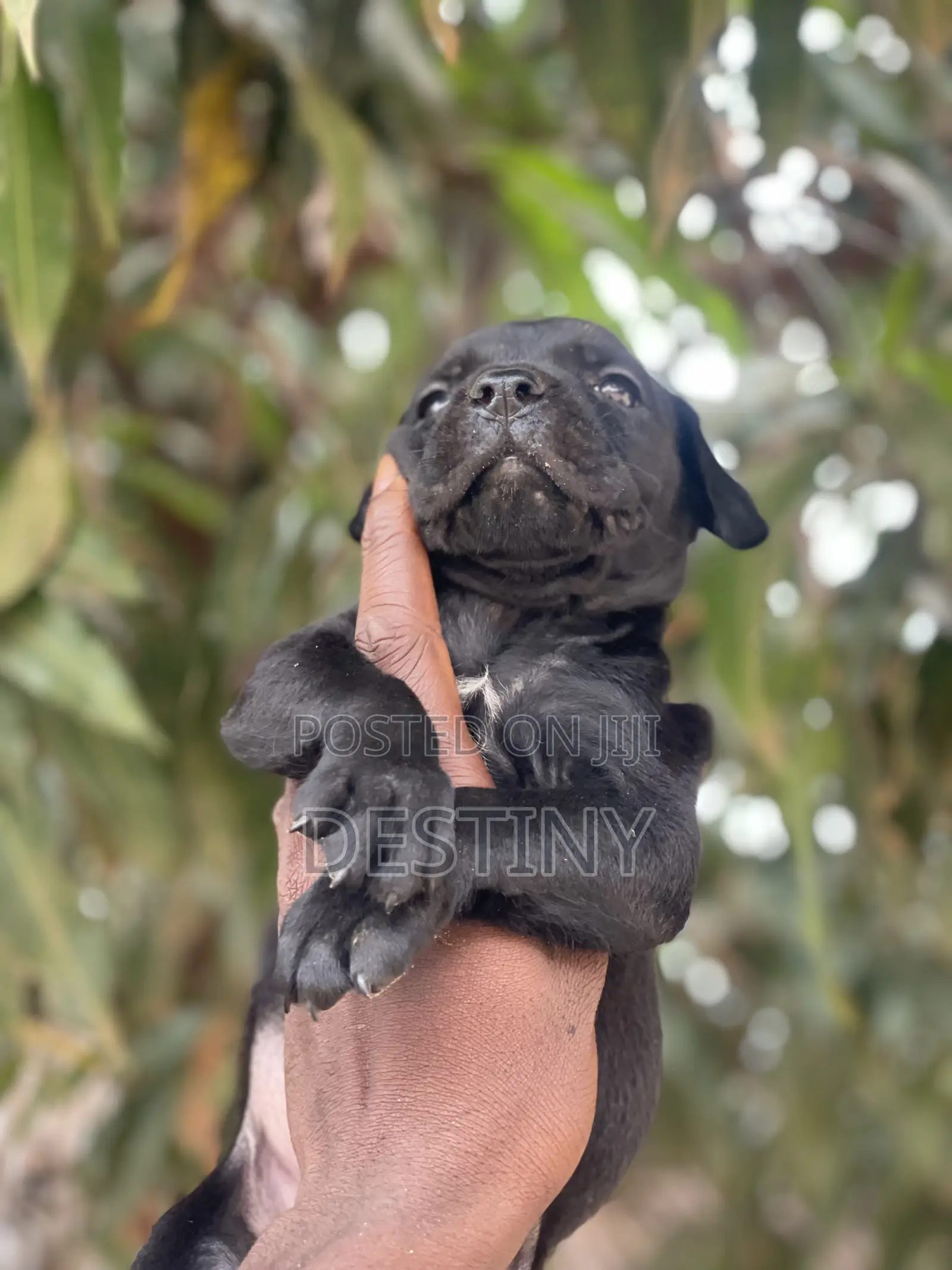 1-3 months Female Purebred Cane Corso