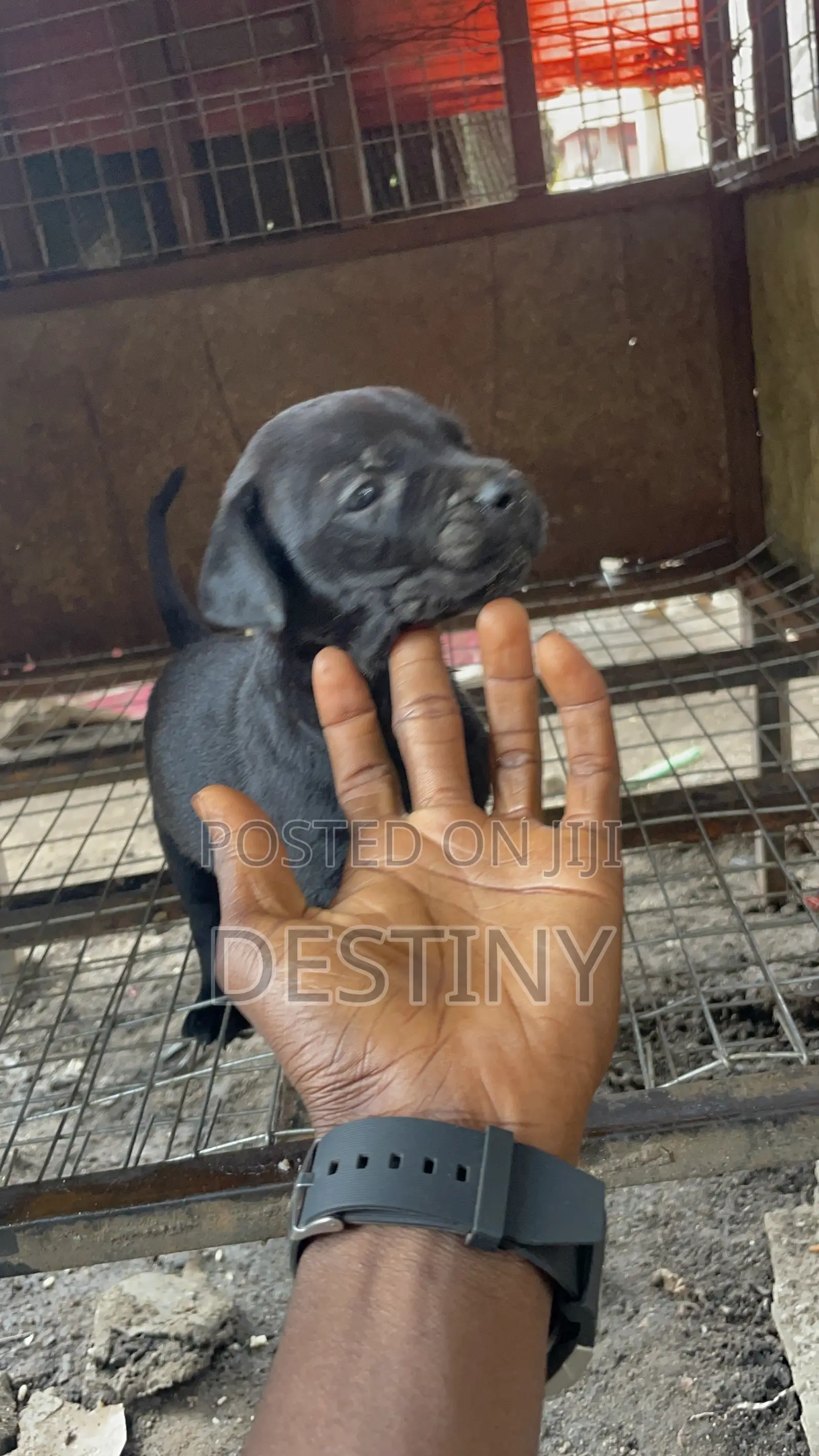 1-3 months Female Purebred Cane Corso