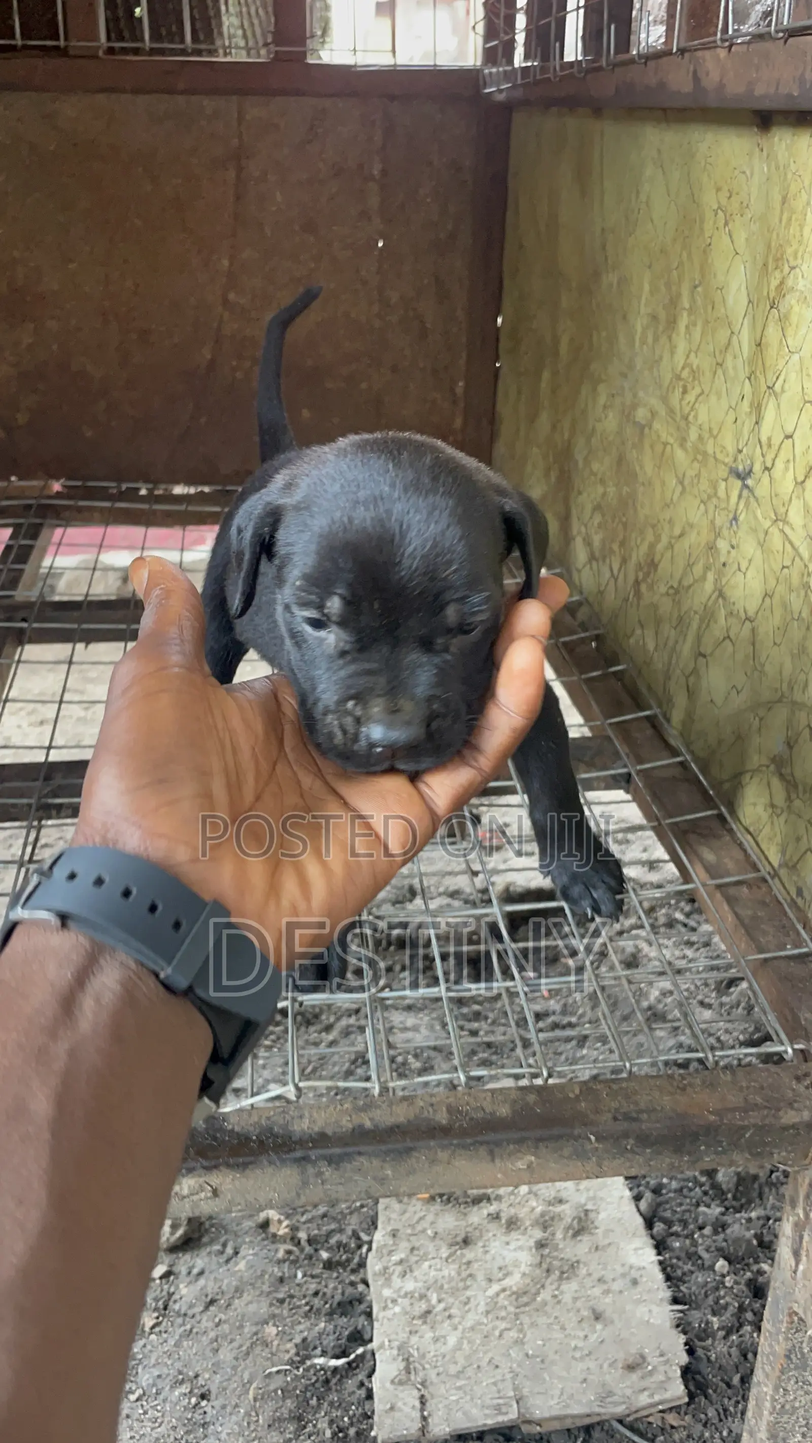 1-3 months Female Purebred Cane Corso