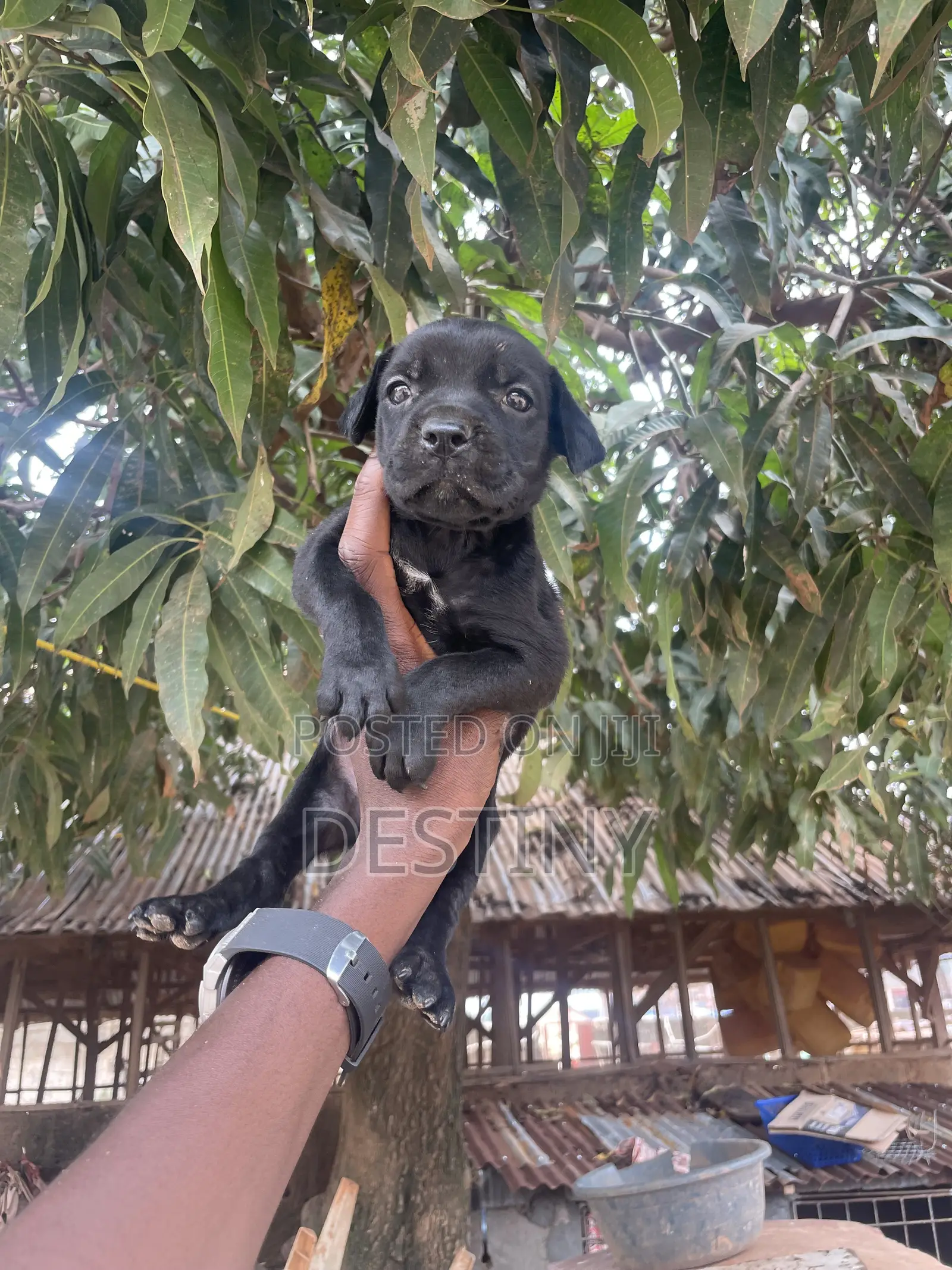 1-3 months Female Purebred Cane Corso