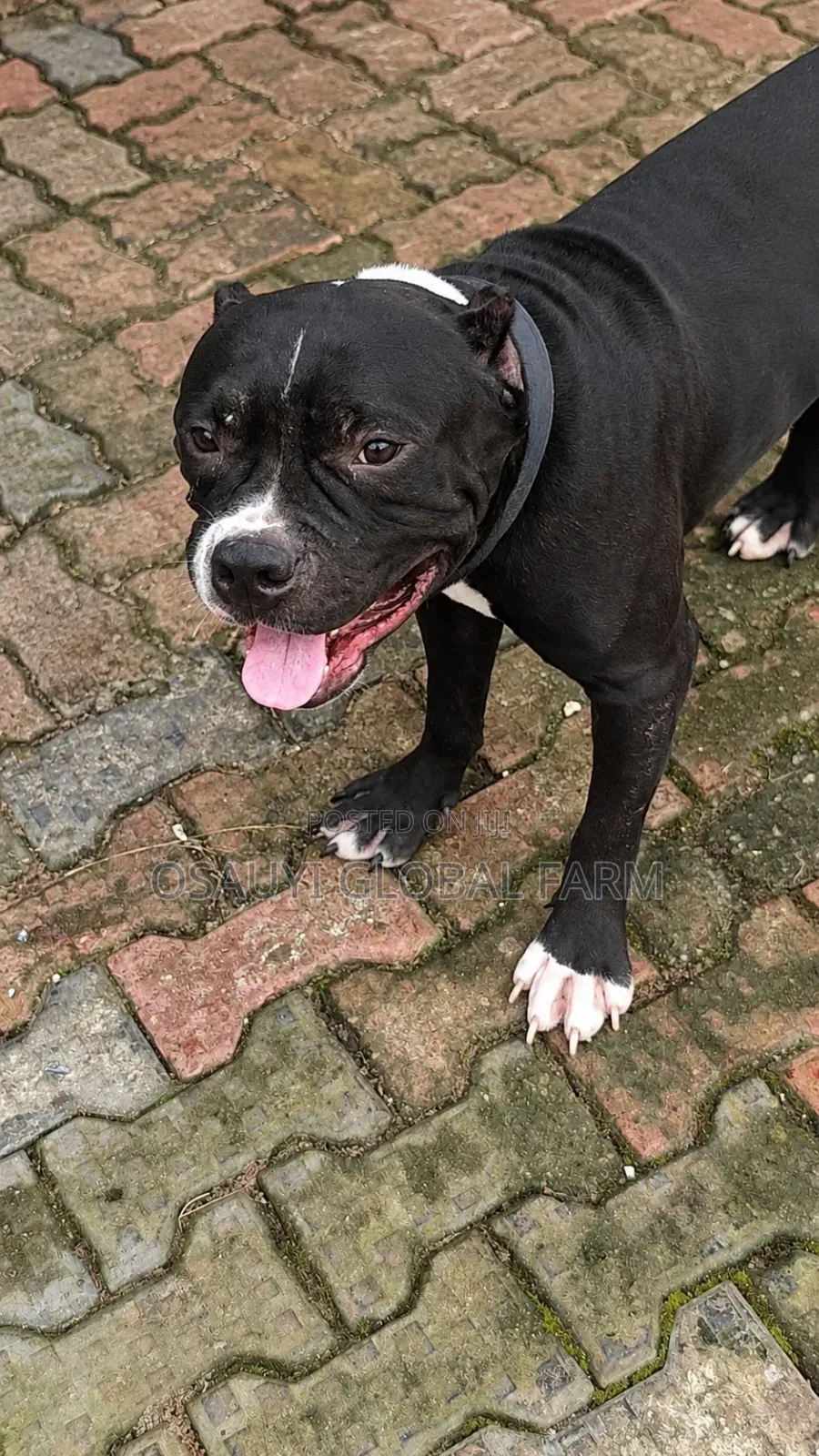 1+ year Male Purebred American Bully