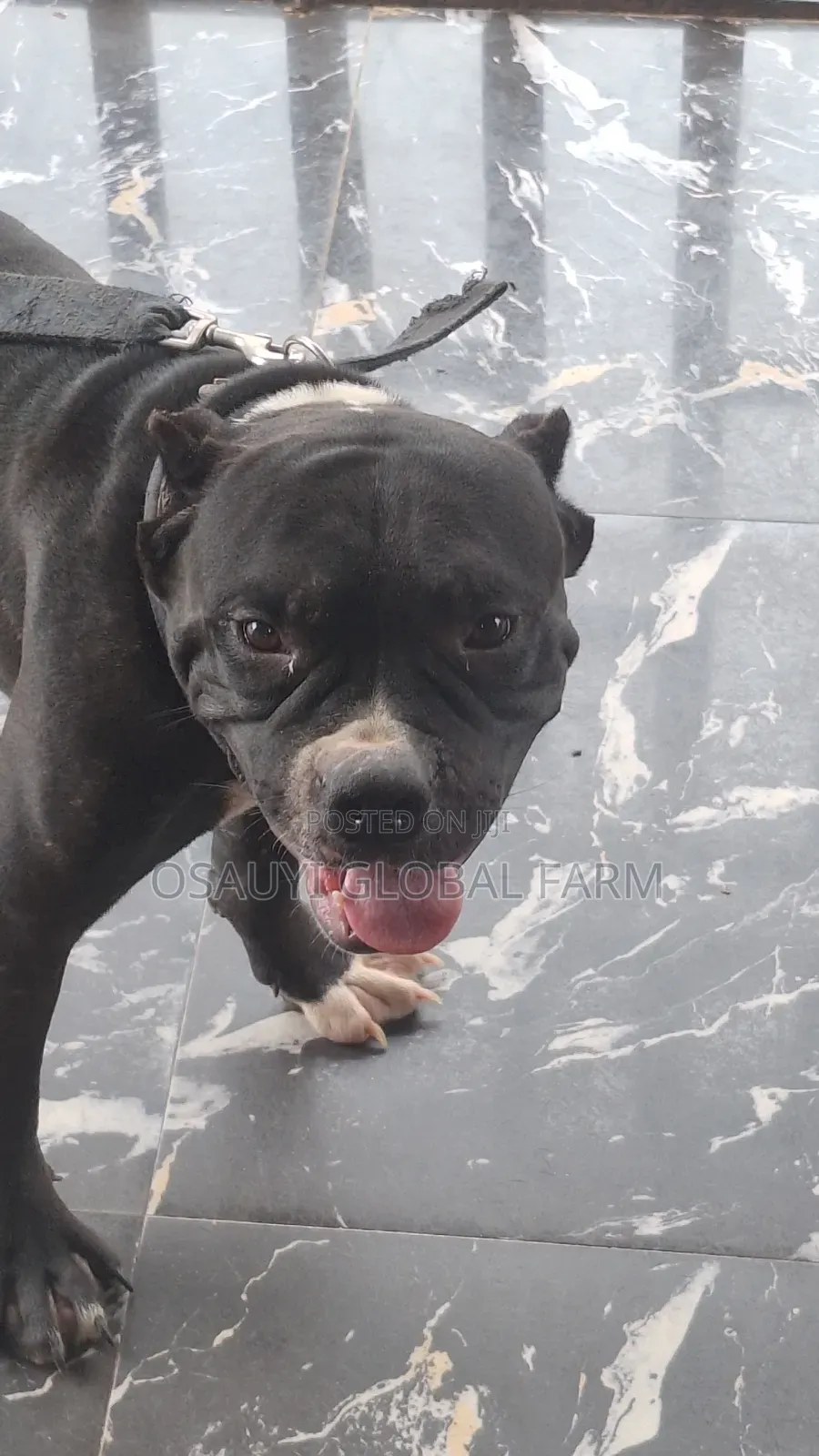 1+ year Male Purebred American Bully