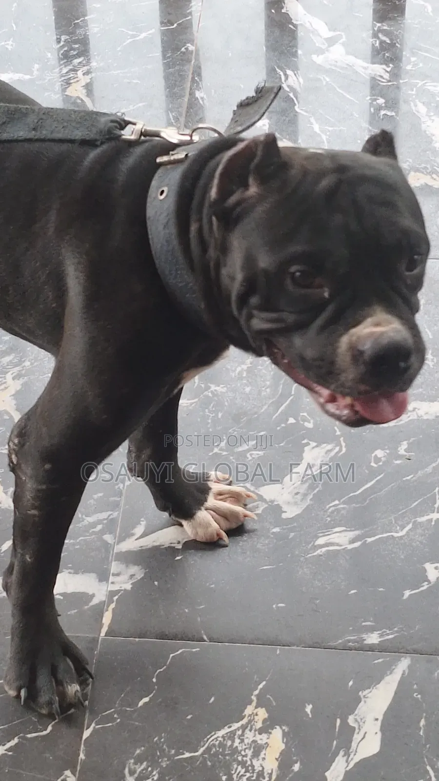 1+ year Male Purebred American Bully