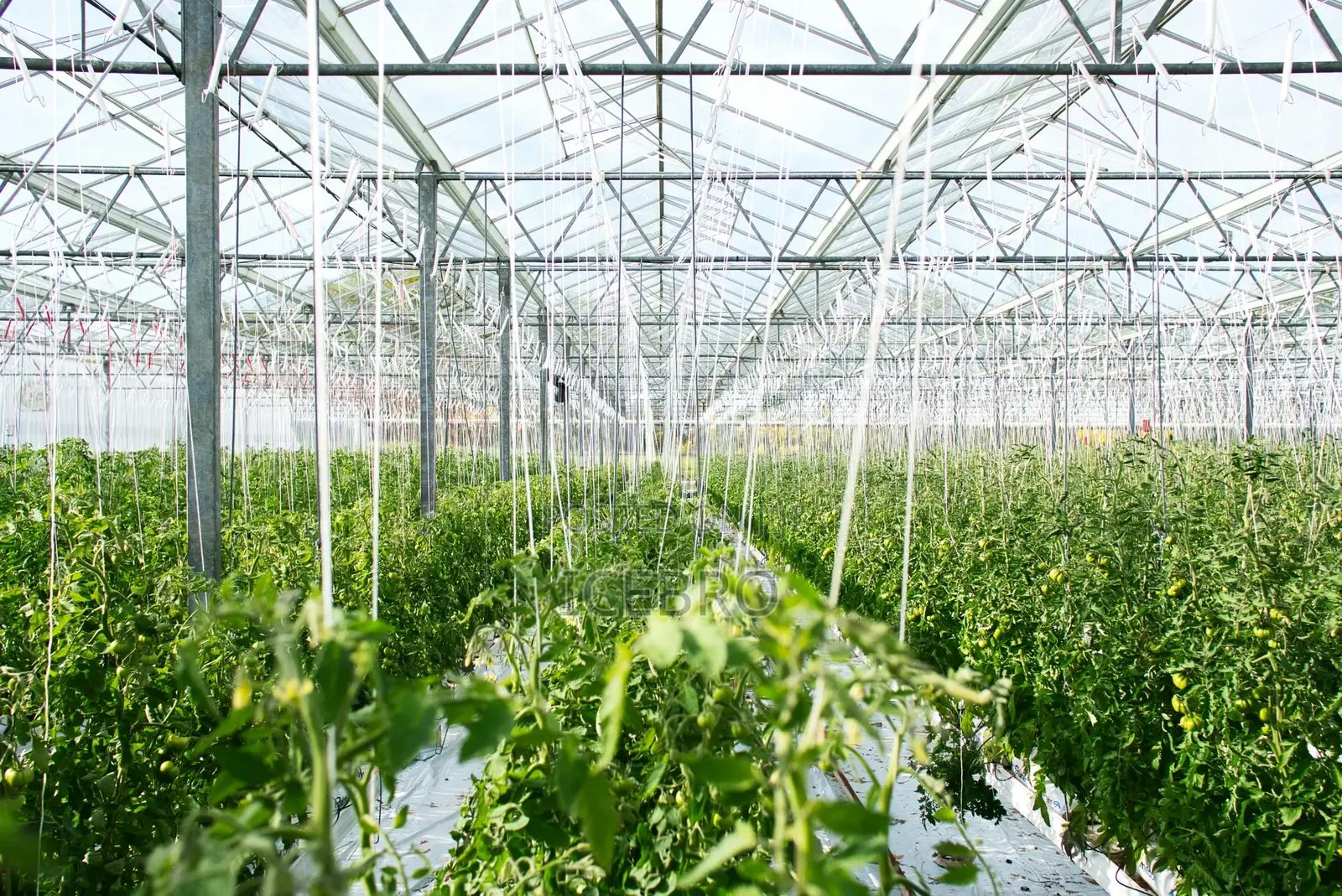 Greenhouse Construction Installation in Lagos | Nigeria