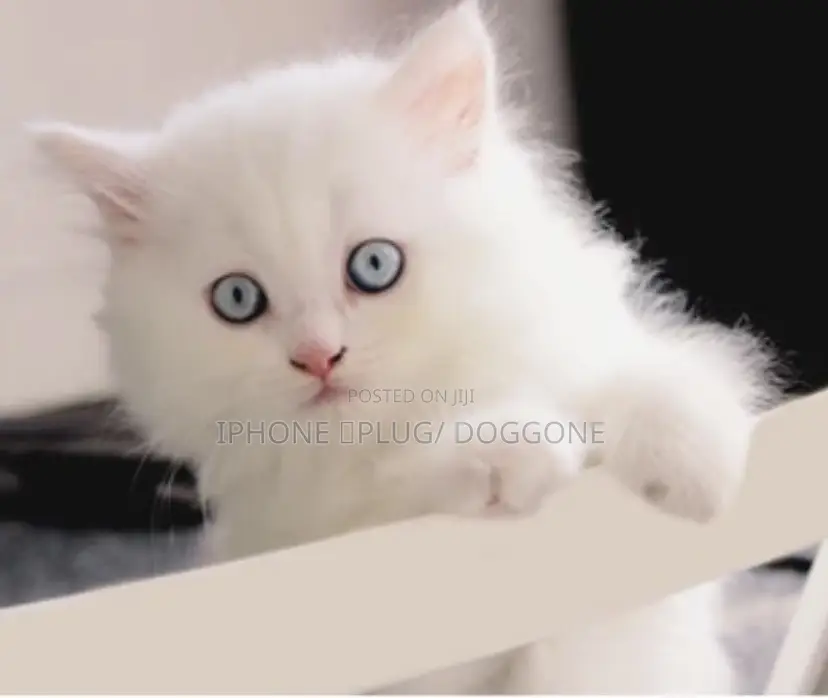 3-6 months Male Purebred Turkish Angora