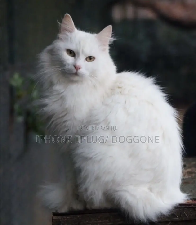 3-6 months Male Purebred Turkish Angora