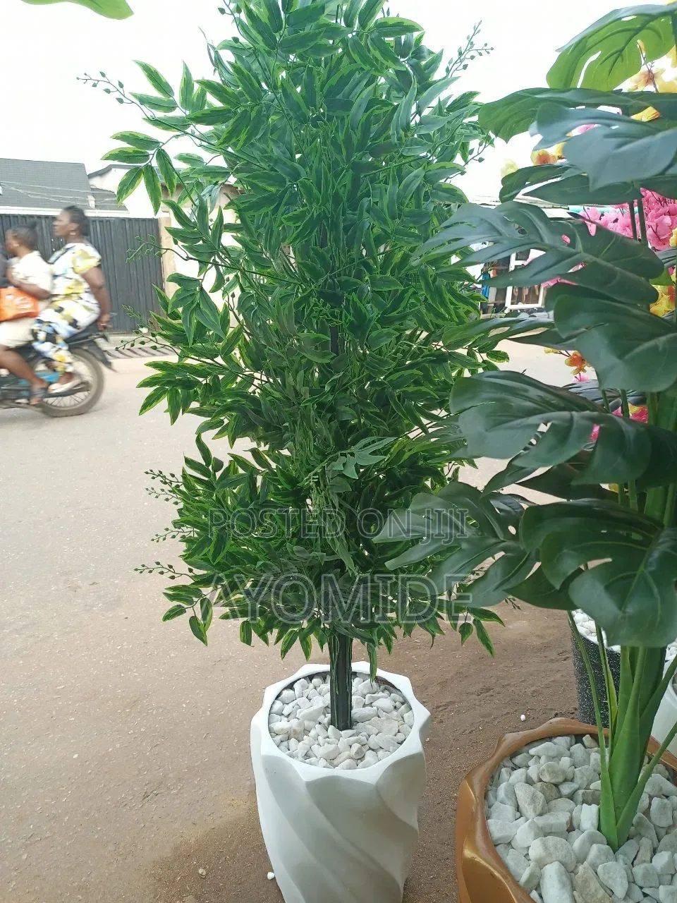 Spiral Pot and Bamboo Plant