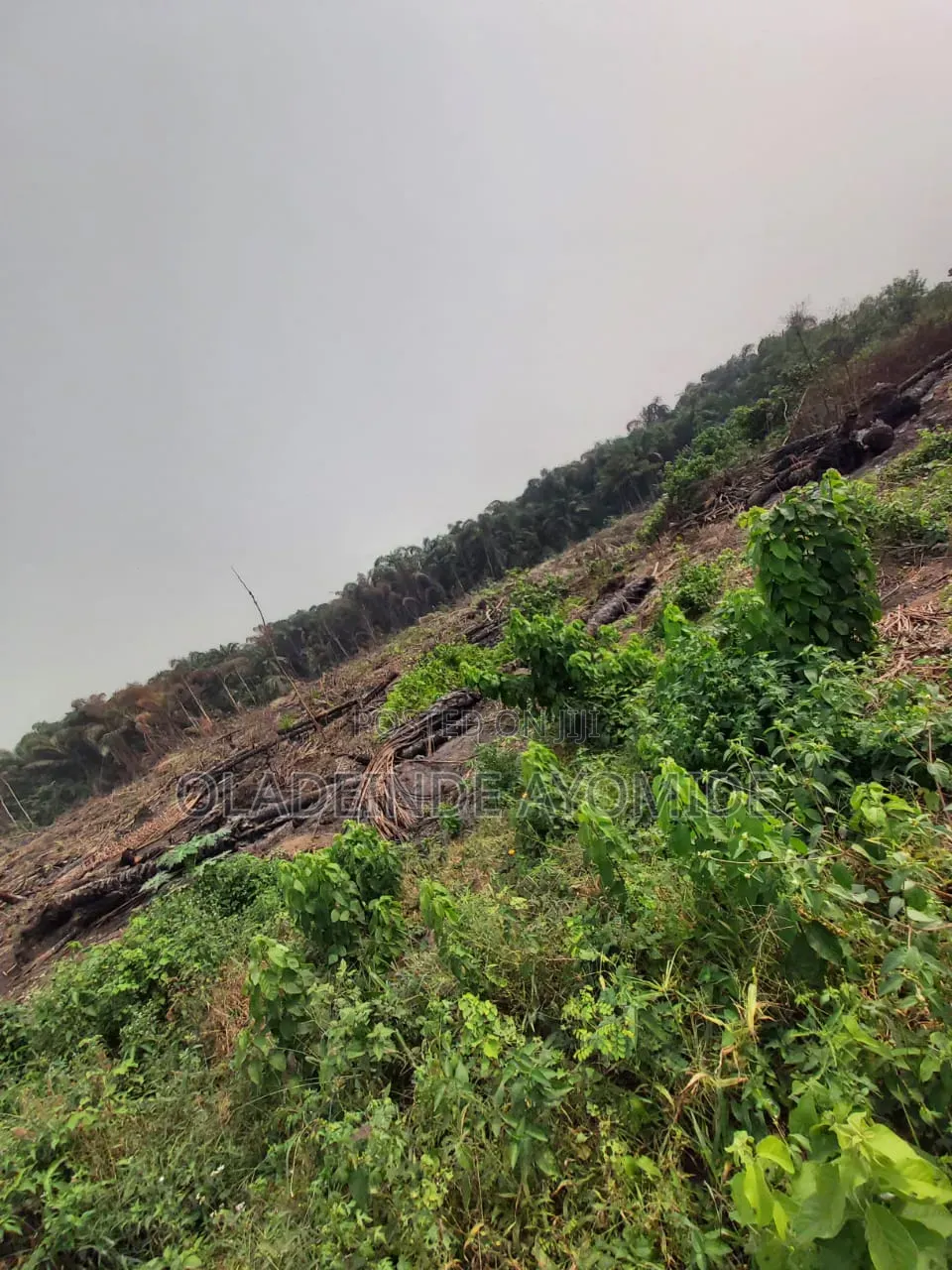 40 Acres for Sale at Ketu- Epe Directly Facing the Biggest Market In