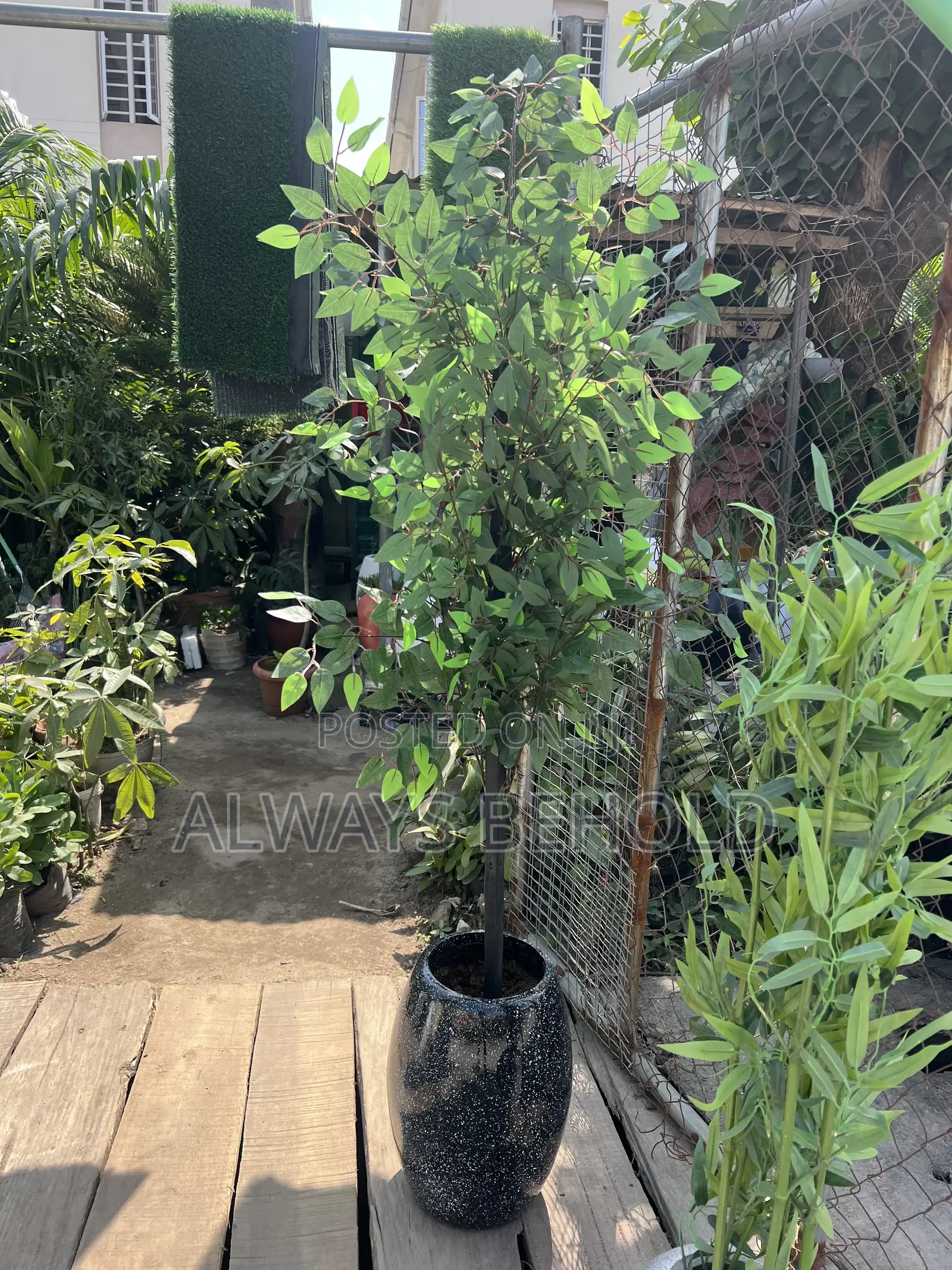 Artificial Green Ficus and Black Vase