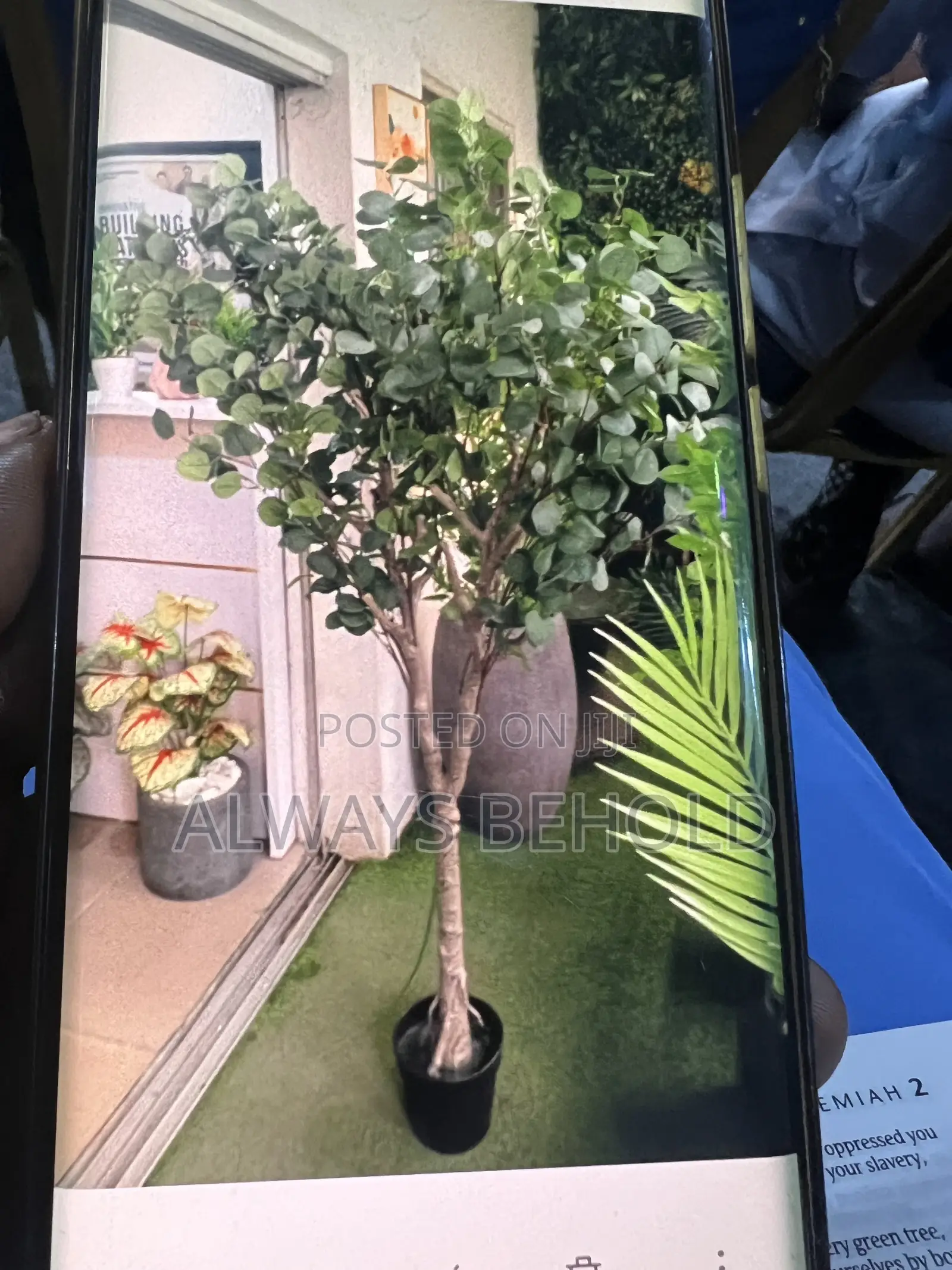 Ficus Plant