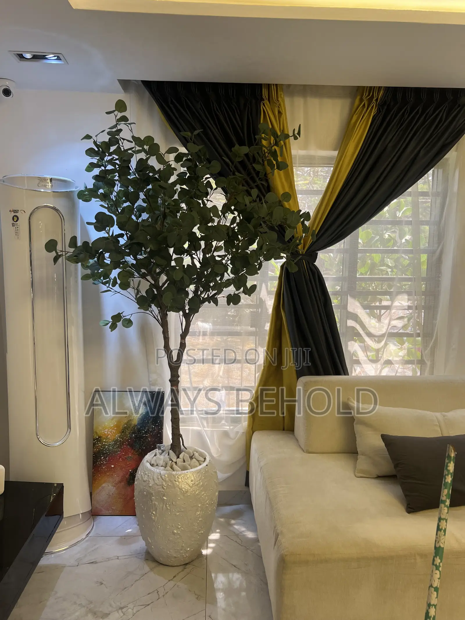 Ficus Plant