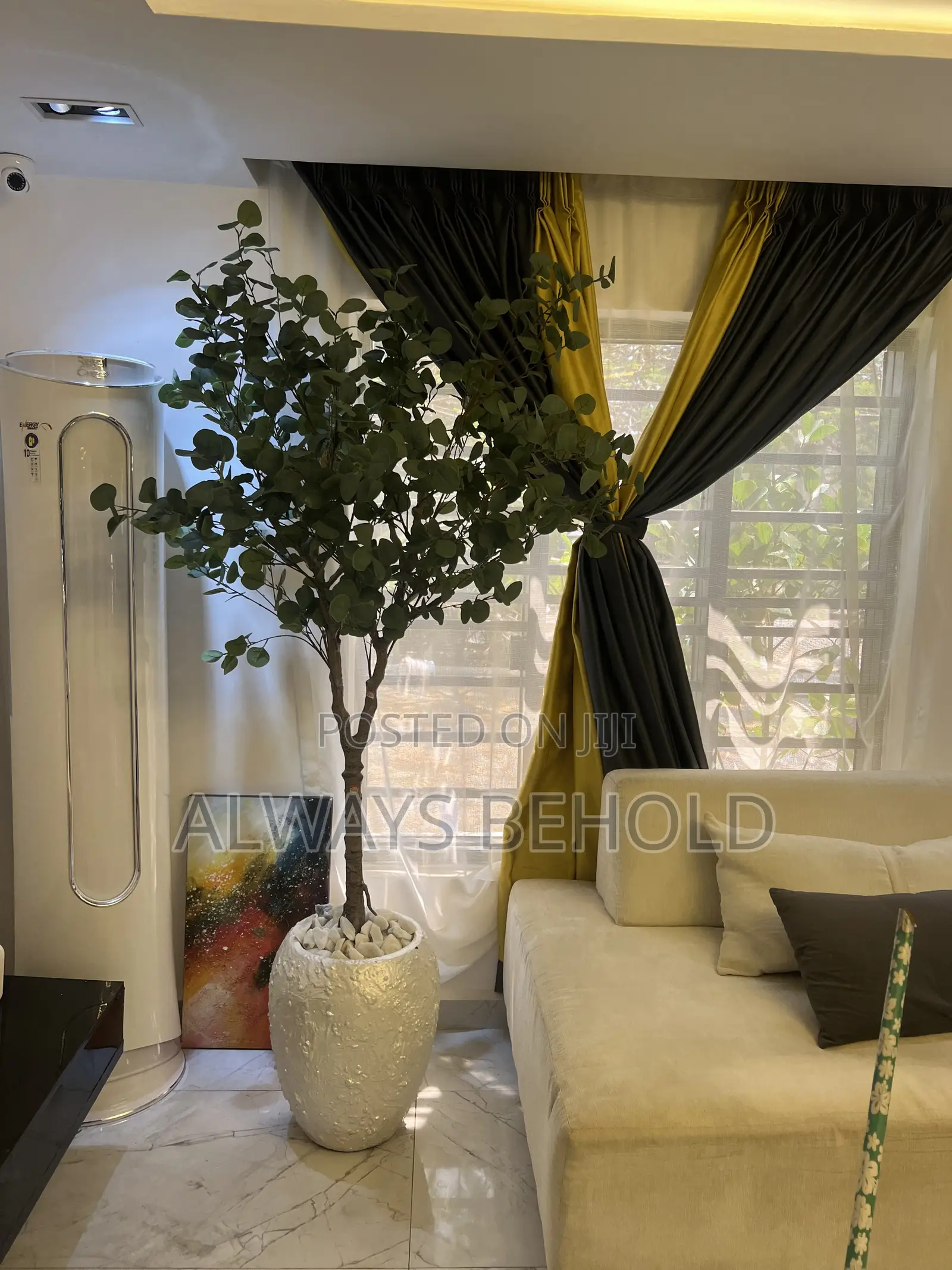 Ficus Plant
