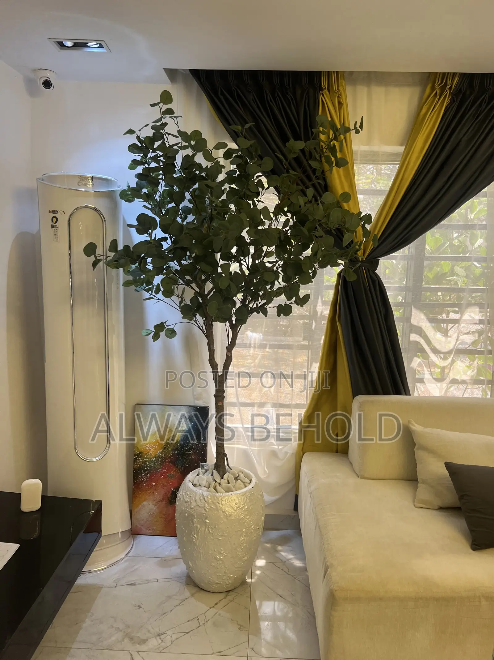 Ficus Plant