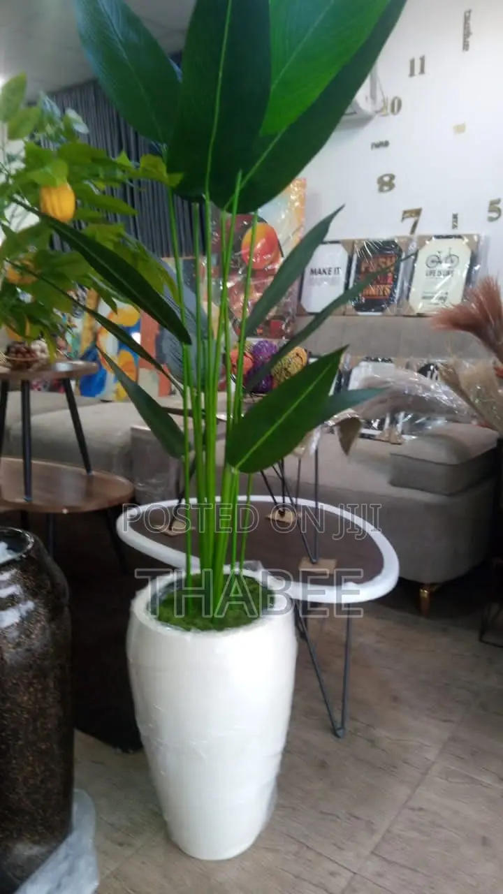 Skybird Plant in White Round Fibreglass Vase