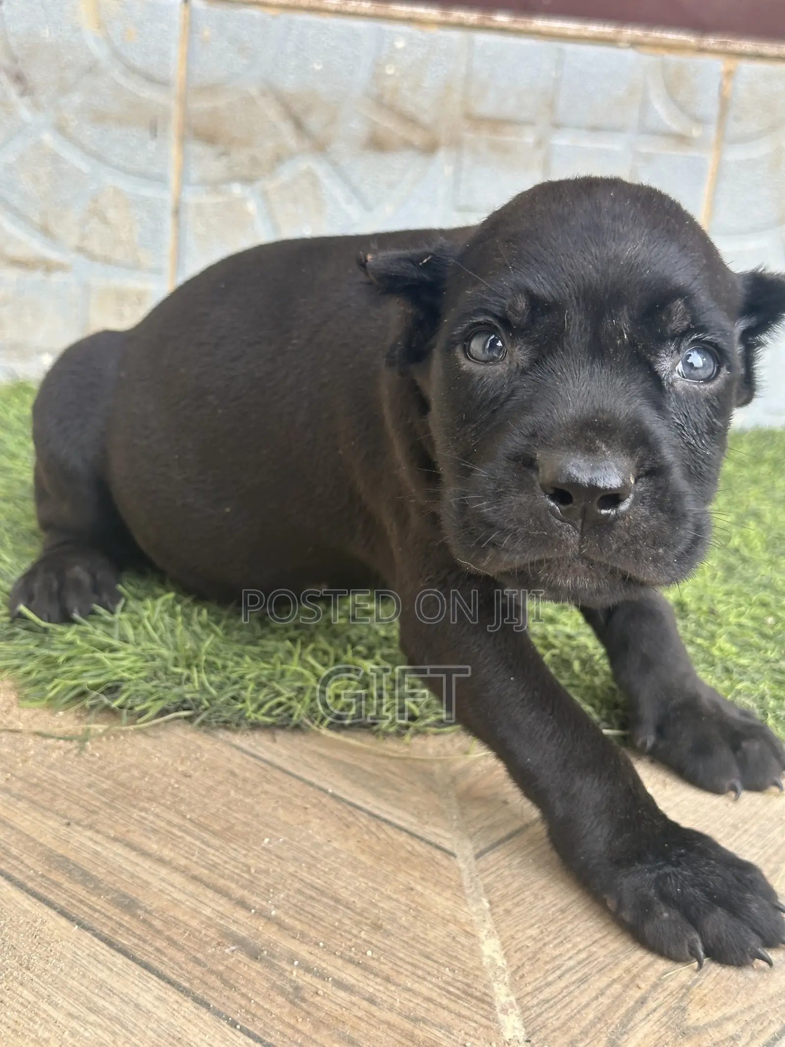 1-3 months Male Purebred Cane Corso
