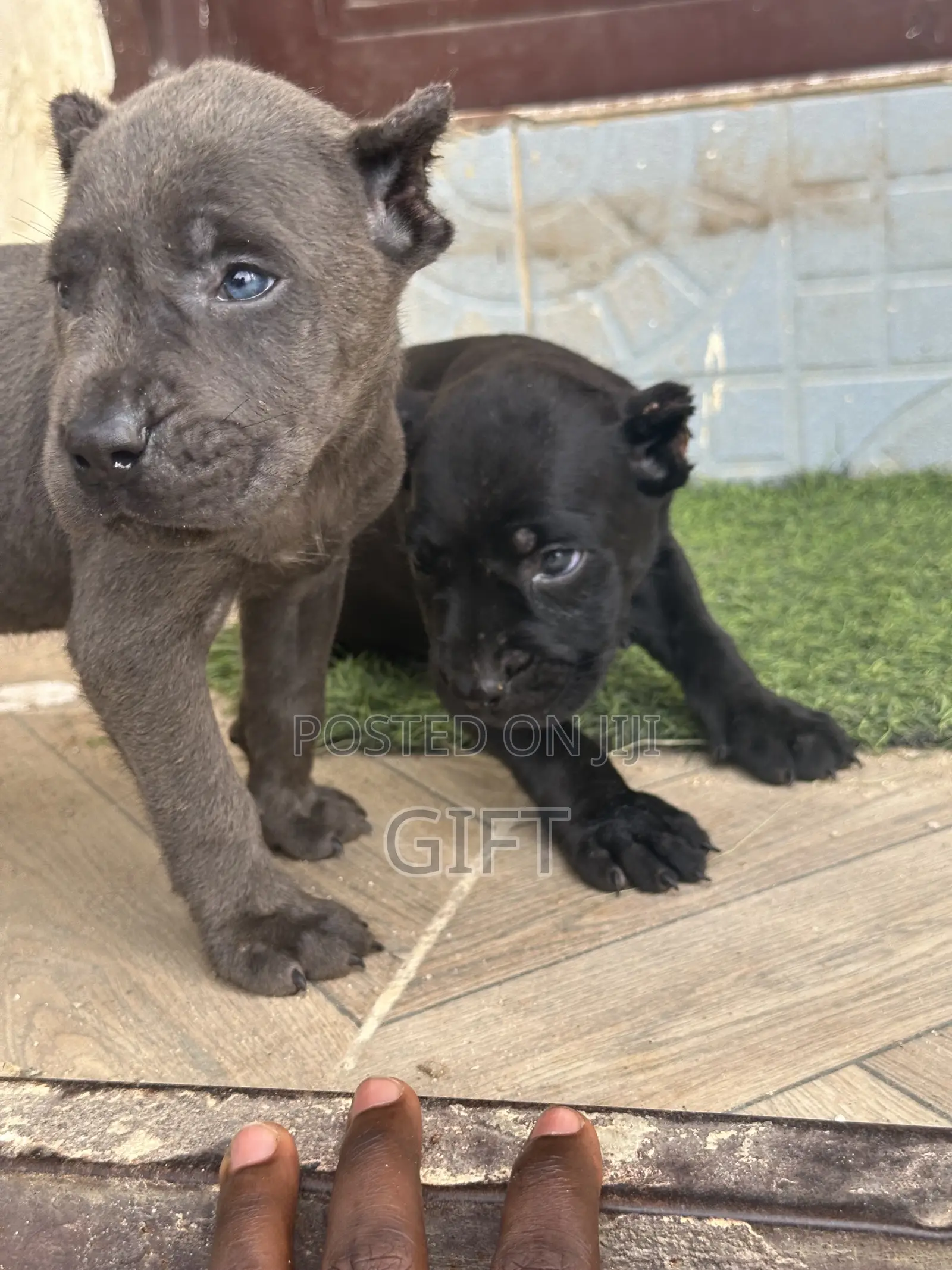 1-3 months Male Purebred Cane Corso