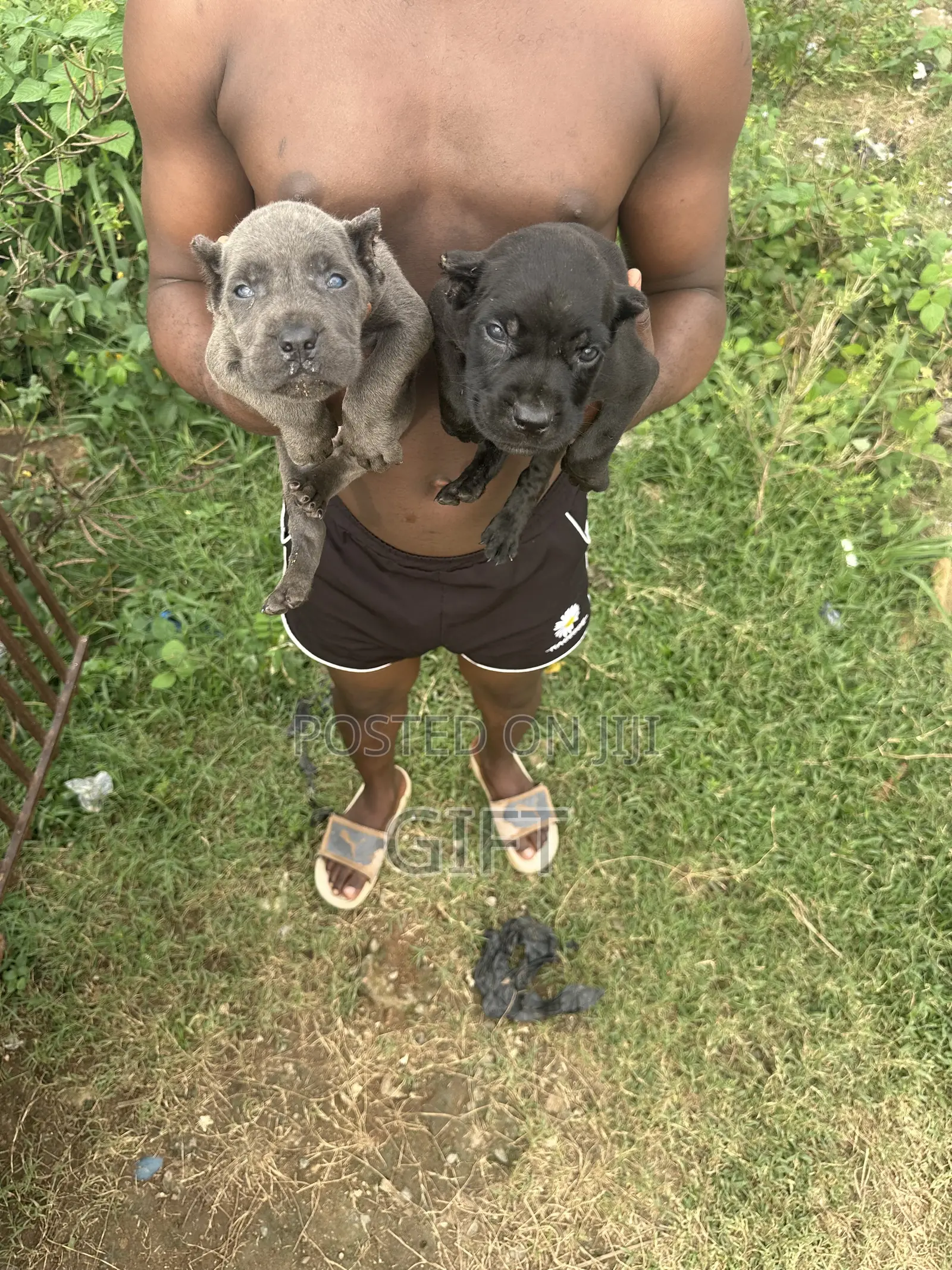 1-3 months Male Purebred Cane Corso