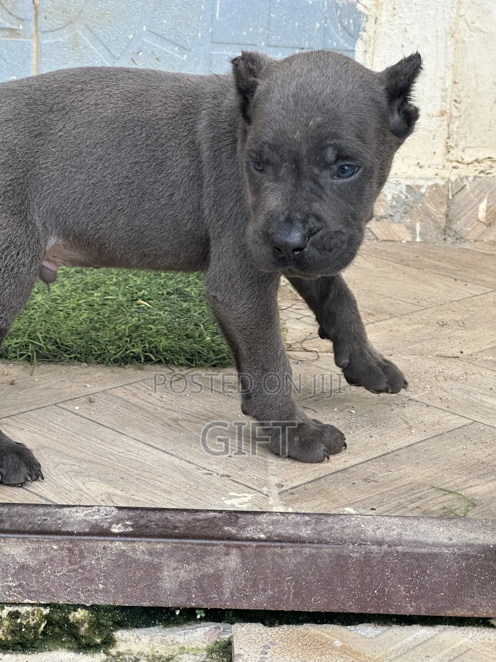 1-3 months Male Purebred Cane Corso