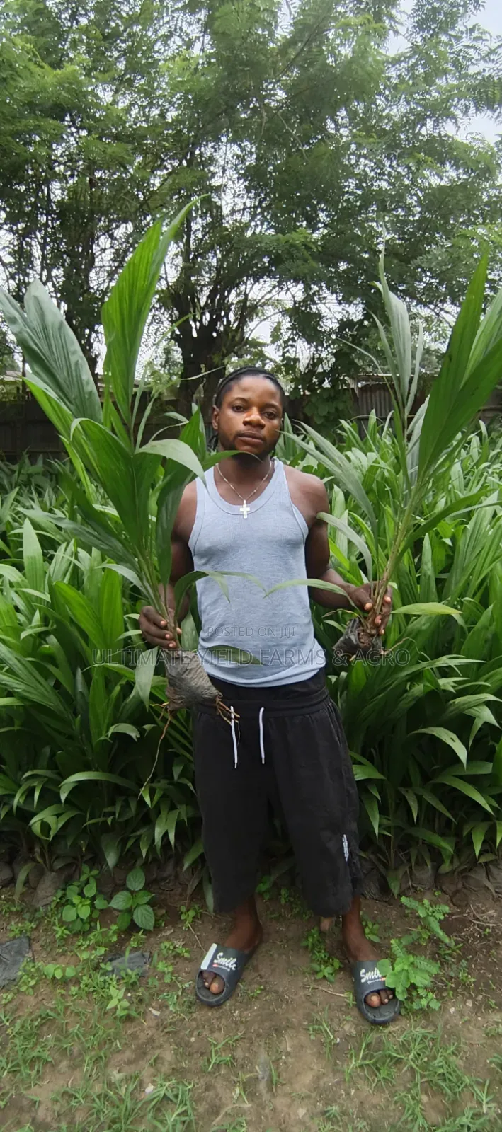 Healthy, Well-Grown Tenera Oil Palm Seedlings Available for Sale.