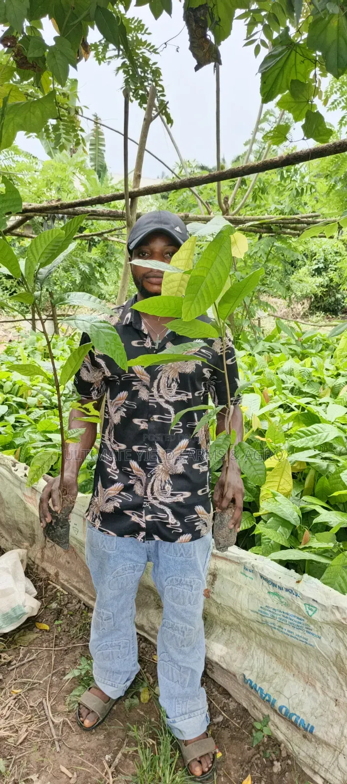 Healthy Hybrid Cocoa Seedlings Available for Sale.