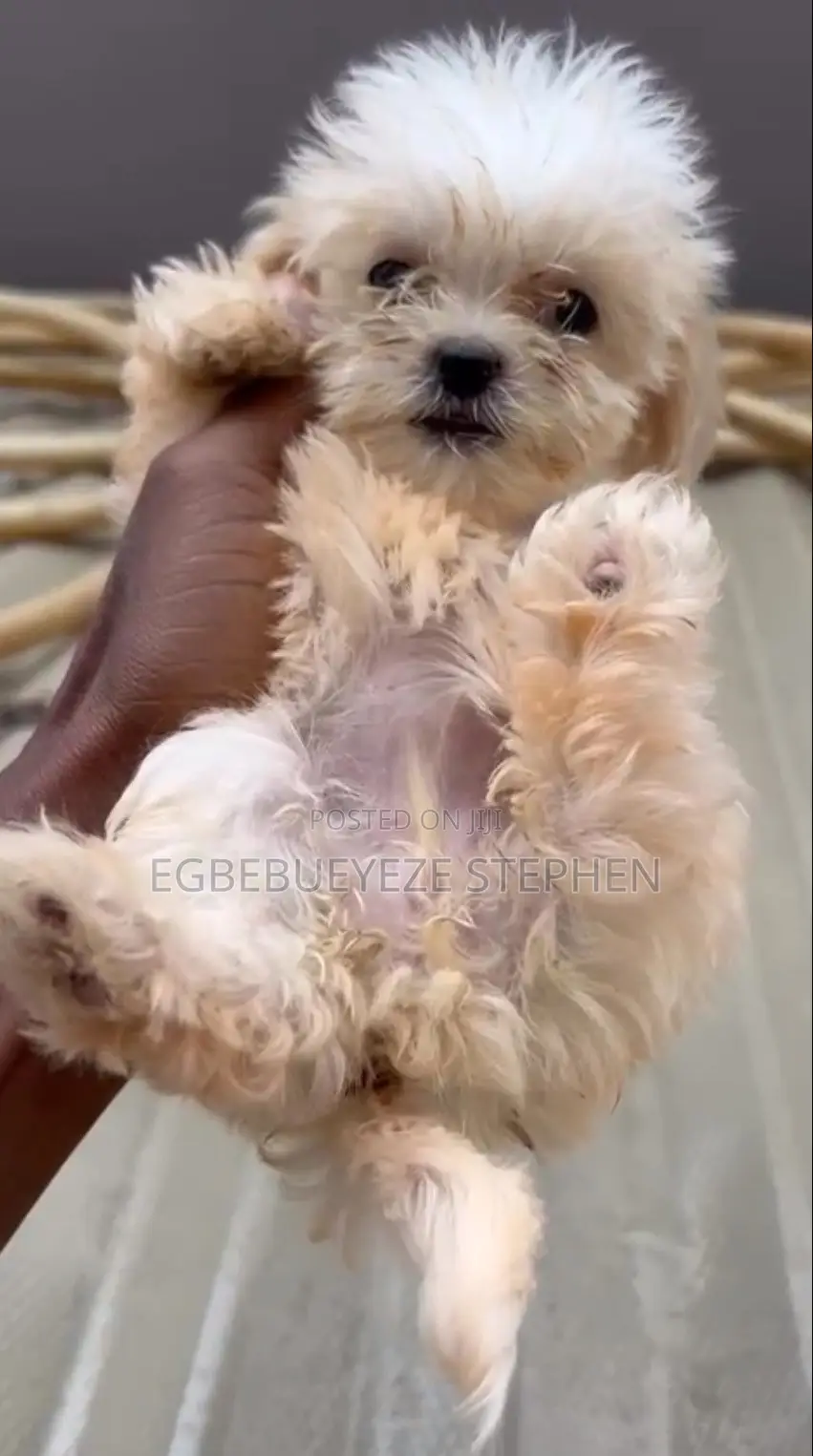 1-3 months Female Purebred Lhasa Apso