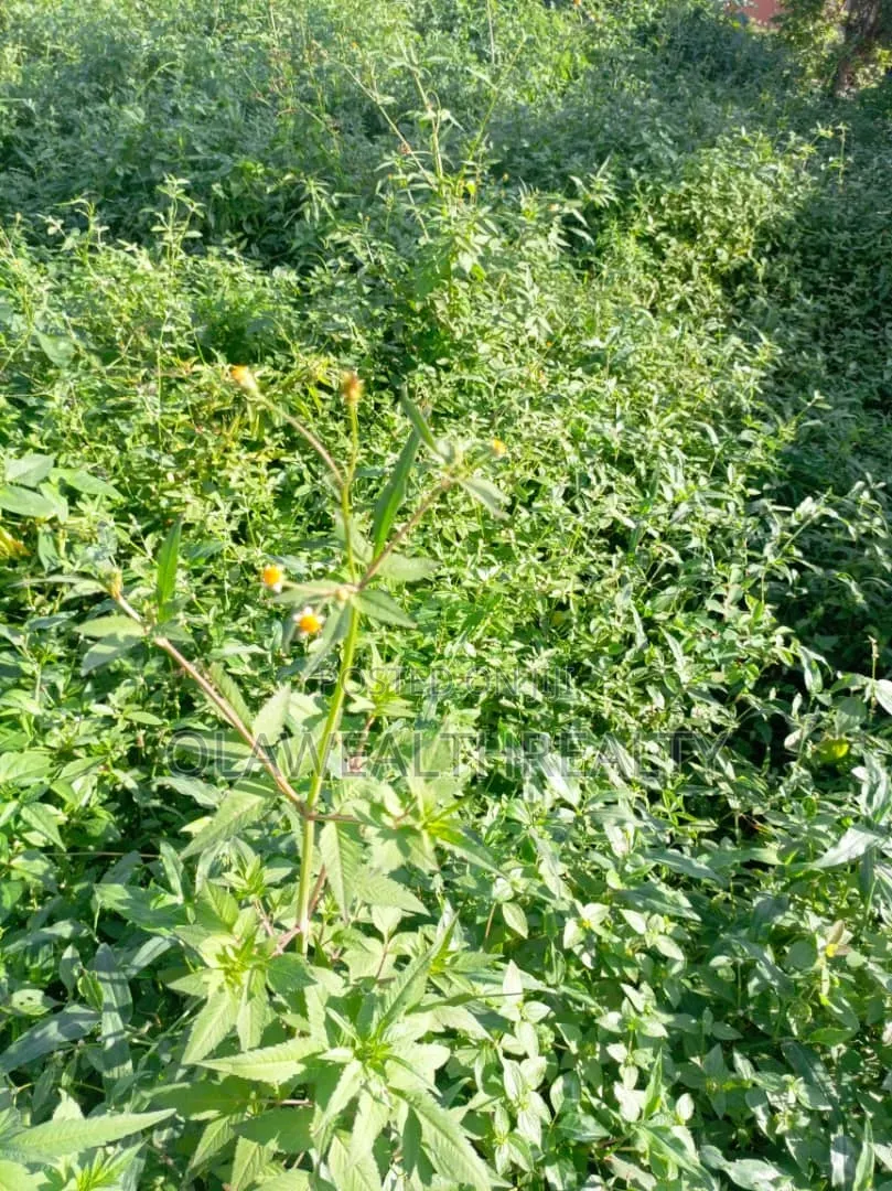 2,230sqm(4 Plots) Residential Land at Akobo-Ojurin