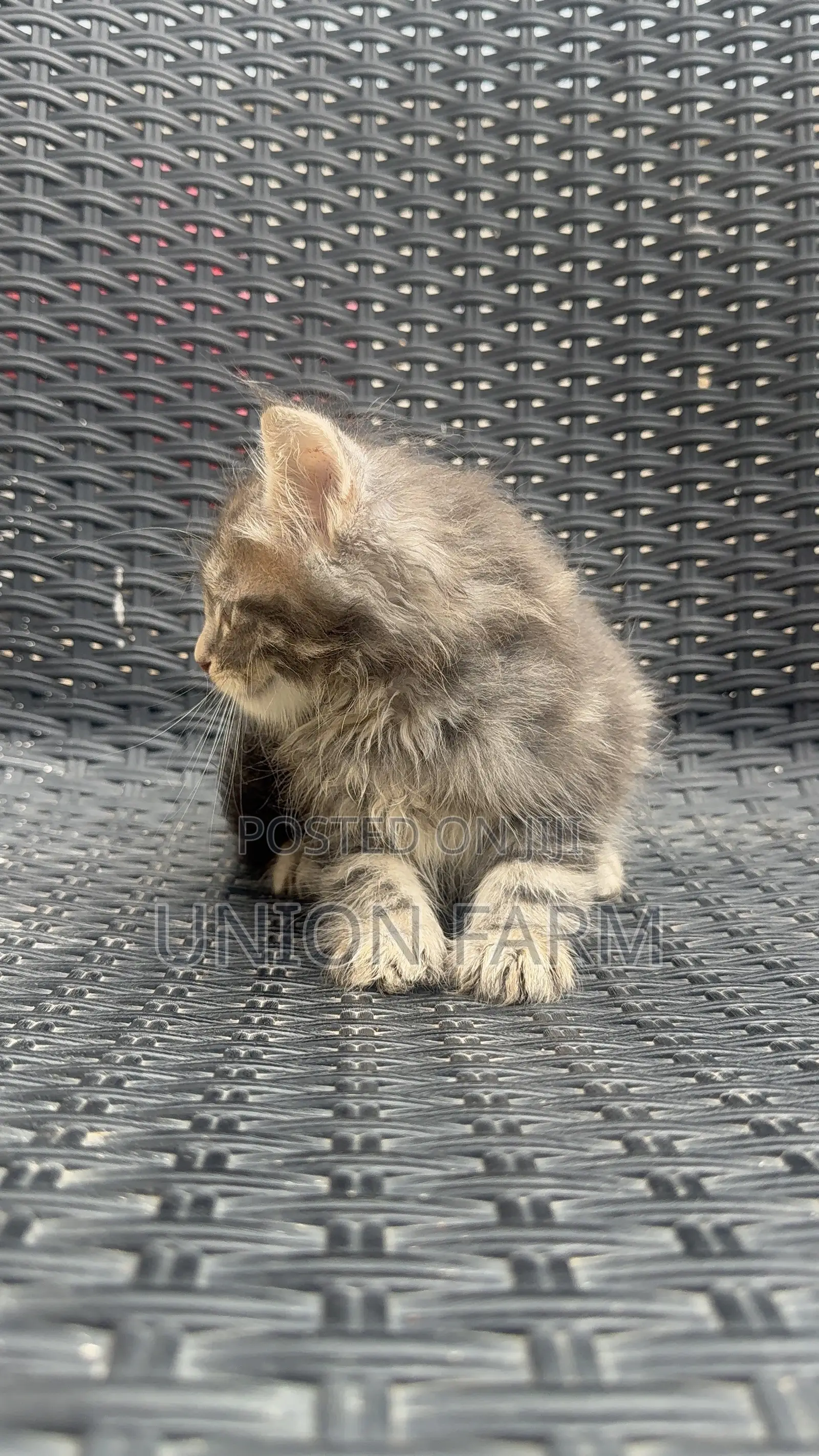 1-3 months Male Purebred Maine Coon