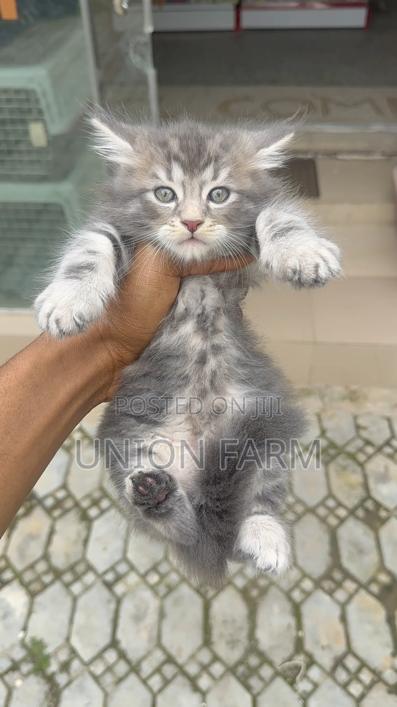 1-3 months Male Purebred Maine Coon