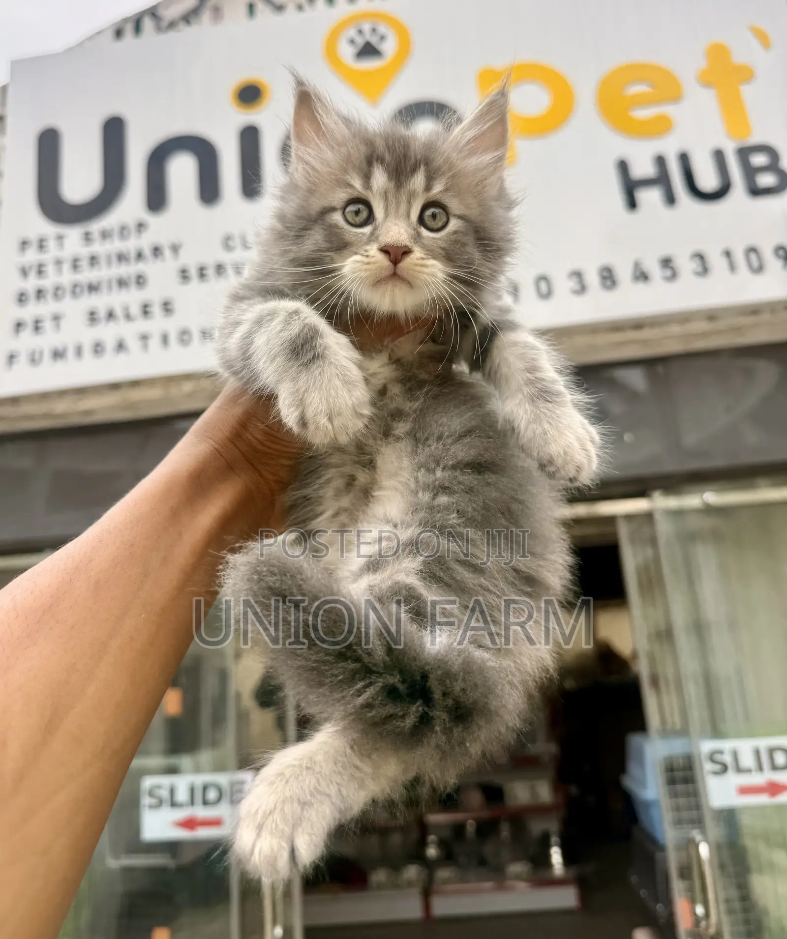 1-3 months Male Purebred Maine Coon