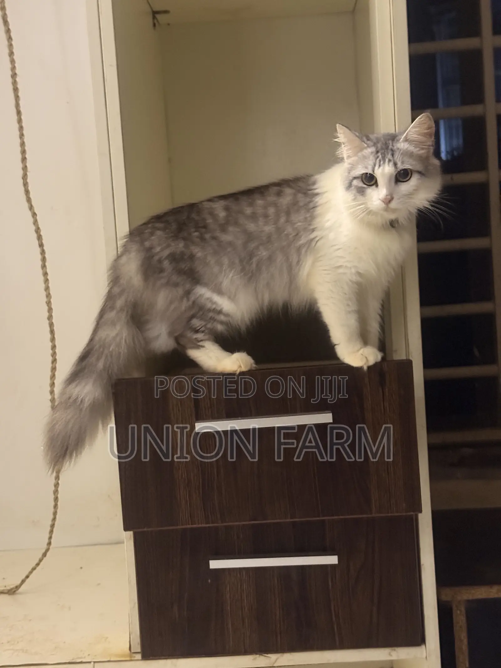 6-12 months Male Purebred Persian