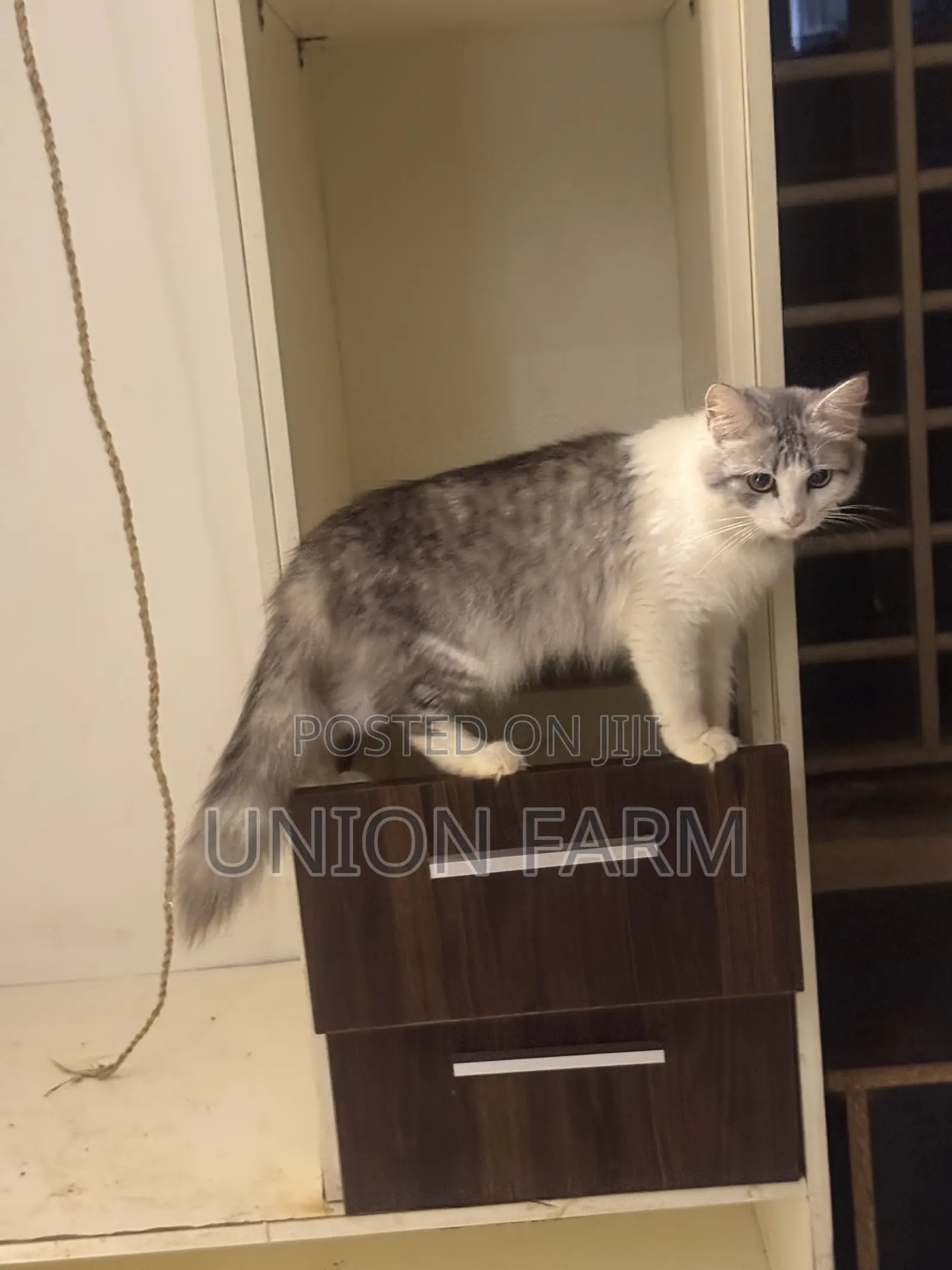 6-12 months Male Purebred Persian