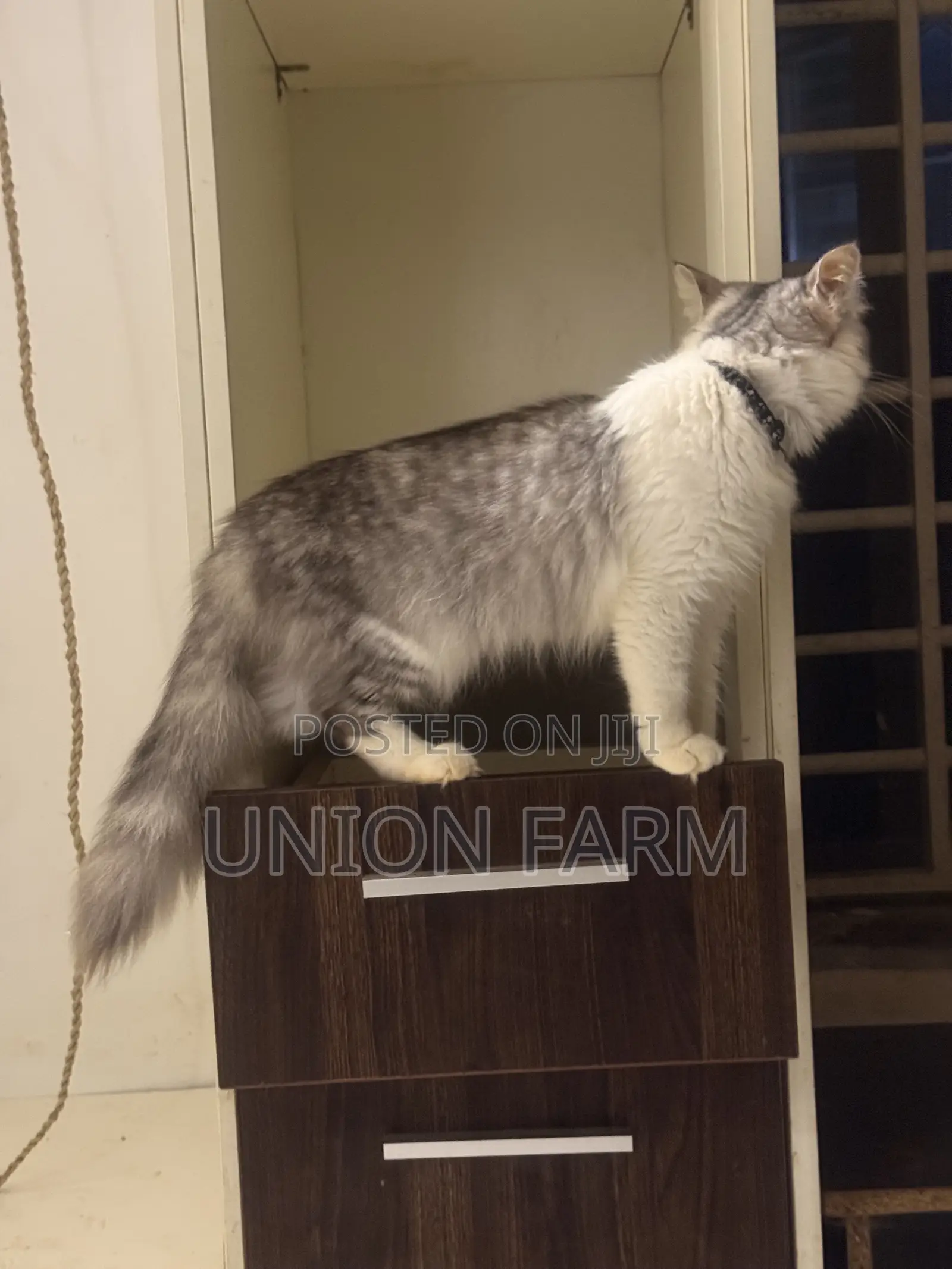6-12 months Male Purebred Persian